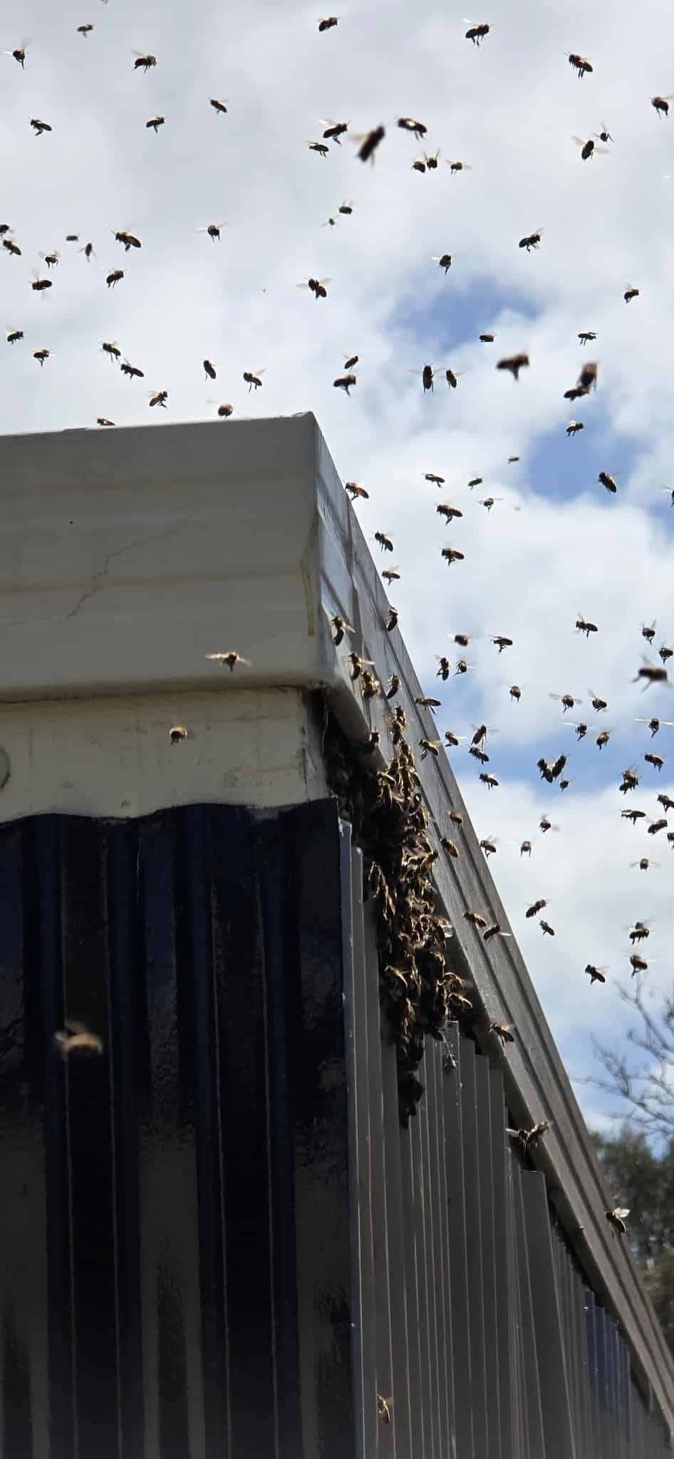 Swarm photo