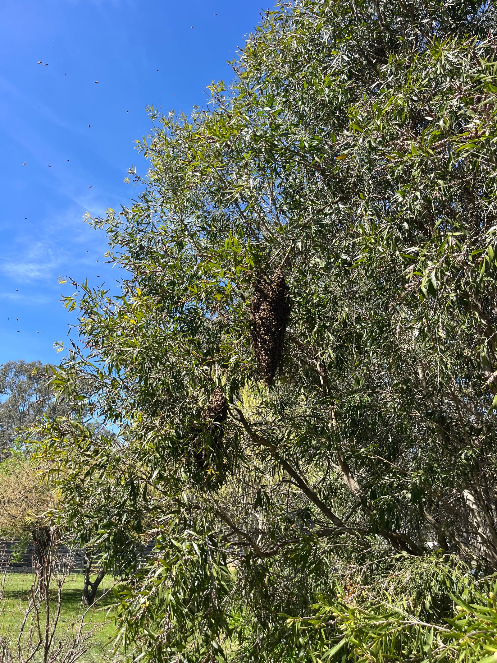 Swarm photo