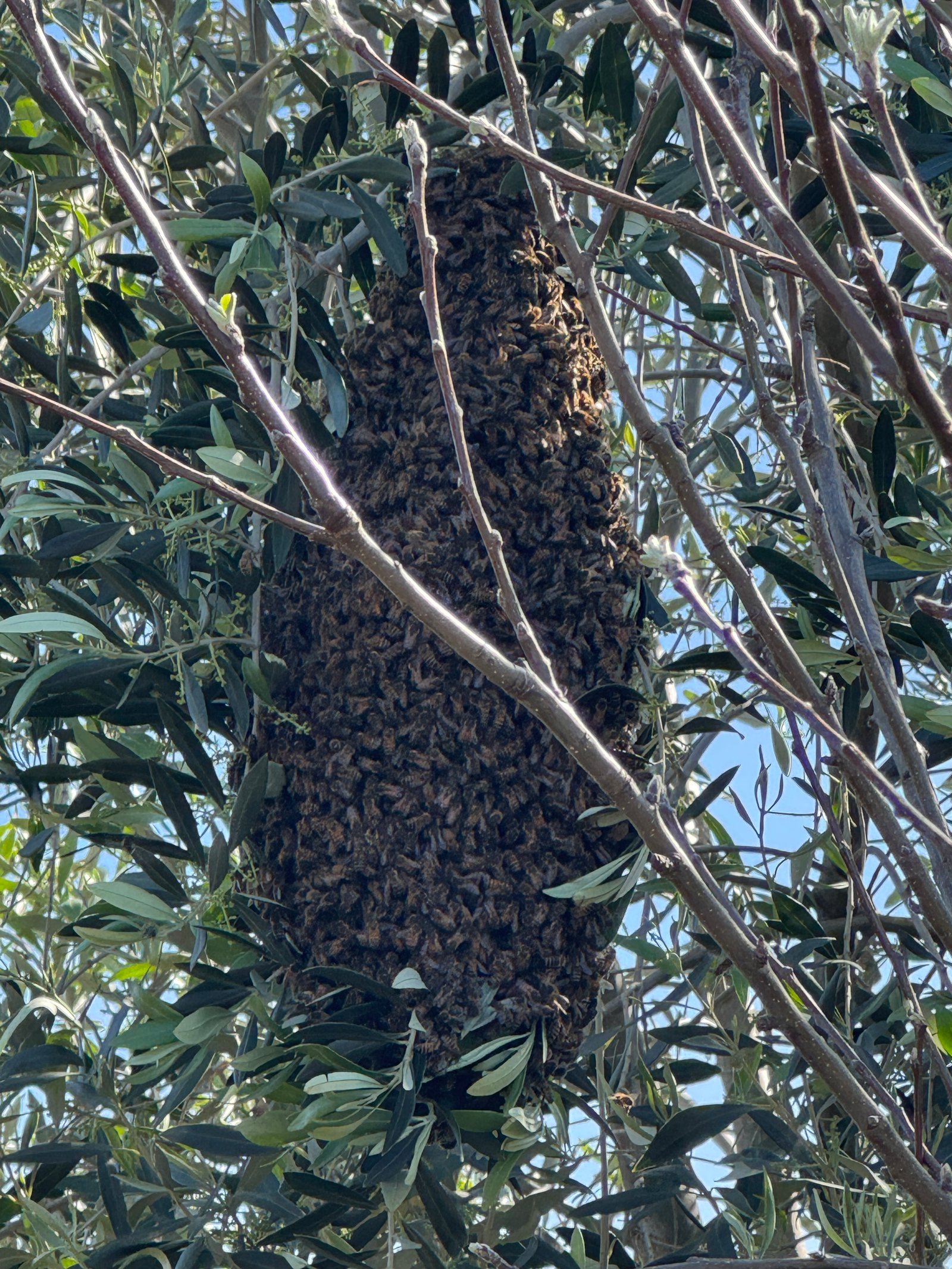Swarm photo