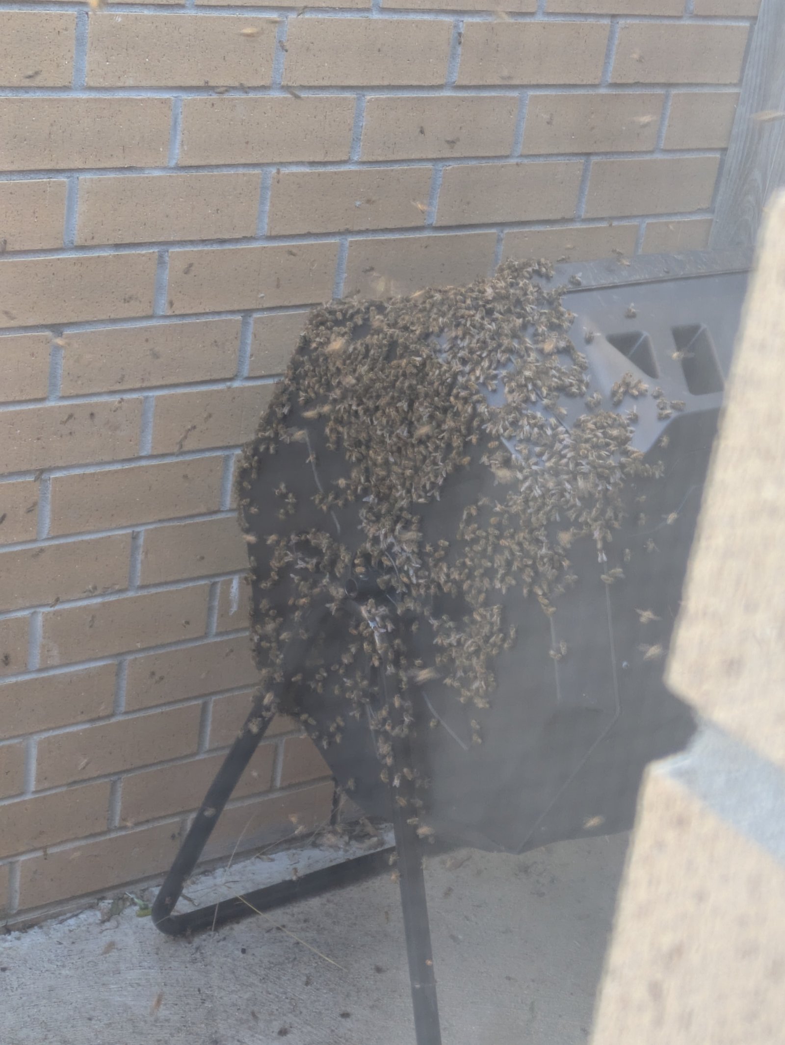Swarm photo