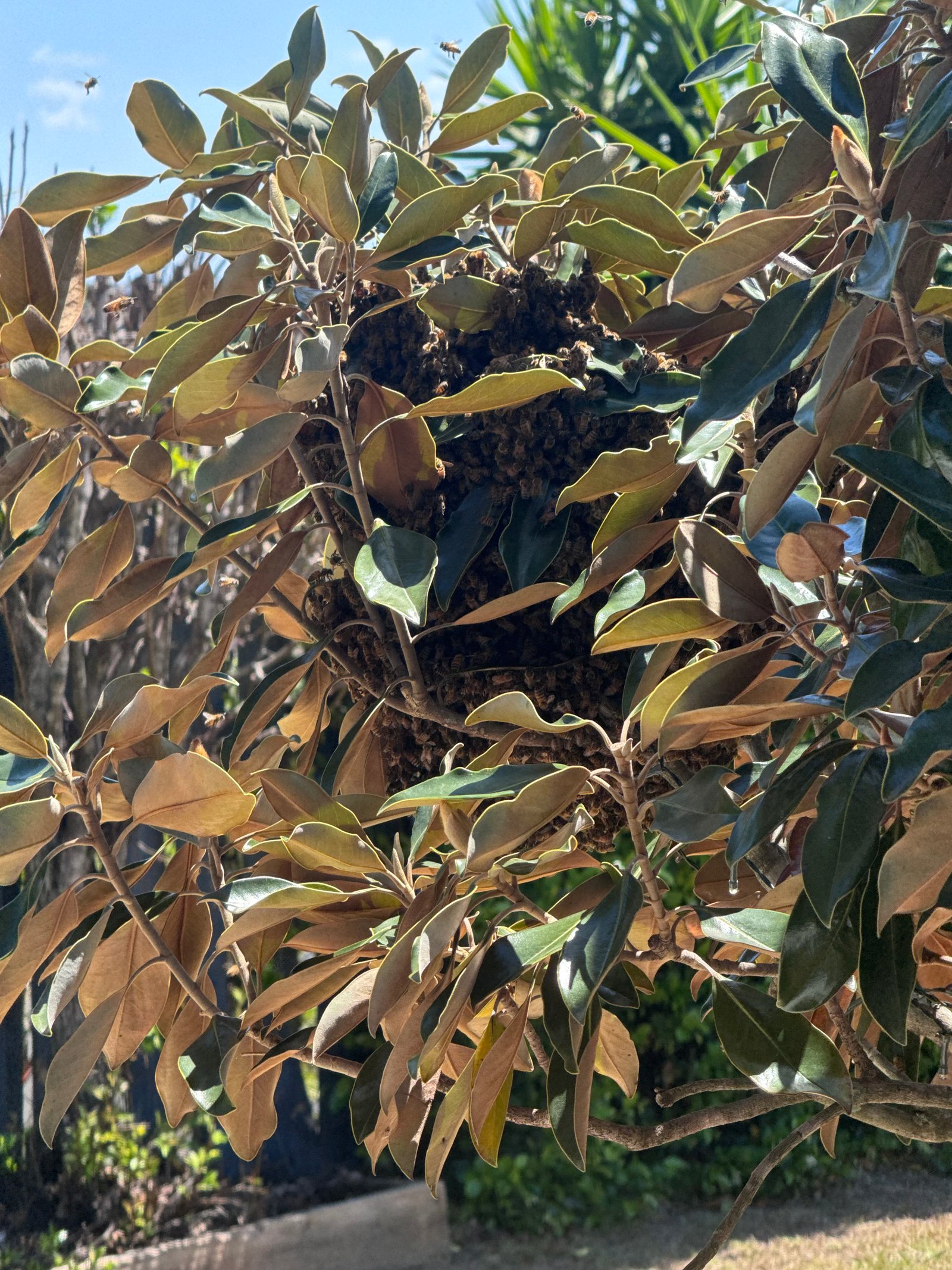 Swarm photo