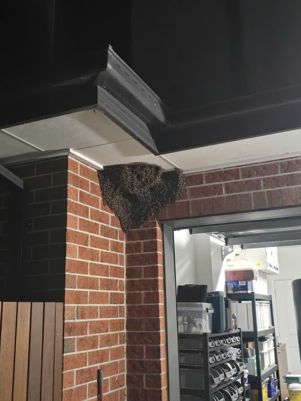 Swarm photo