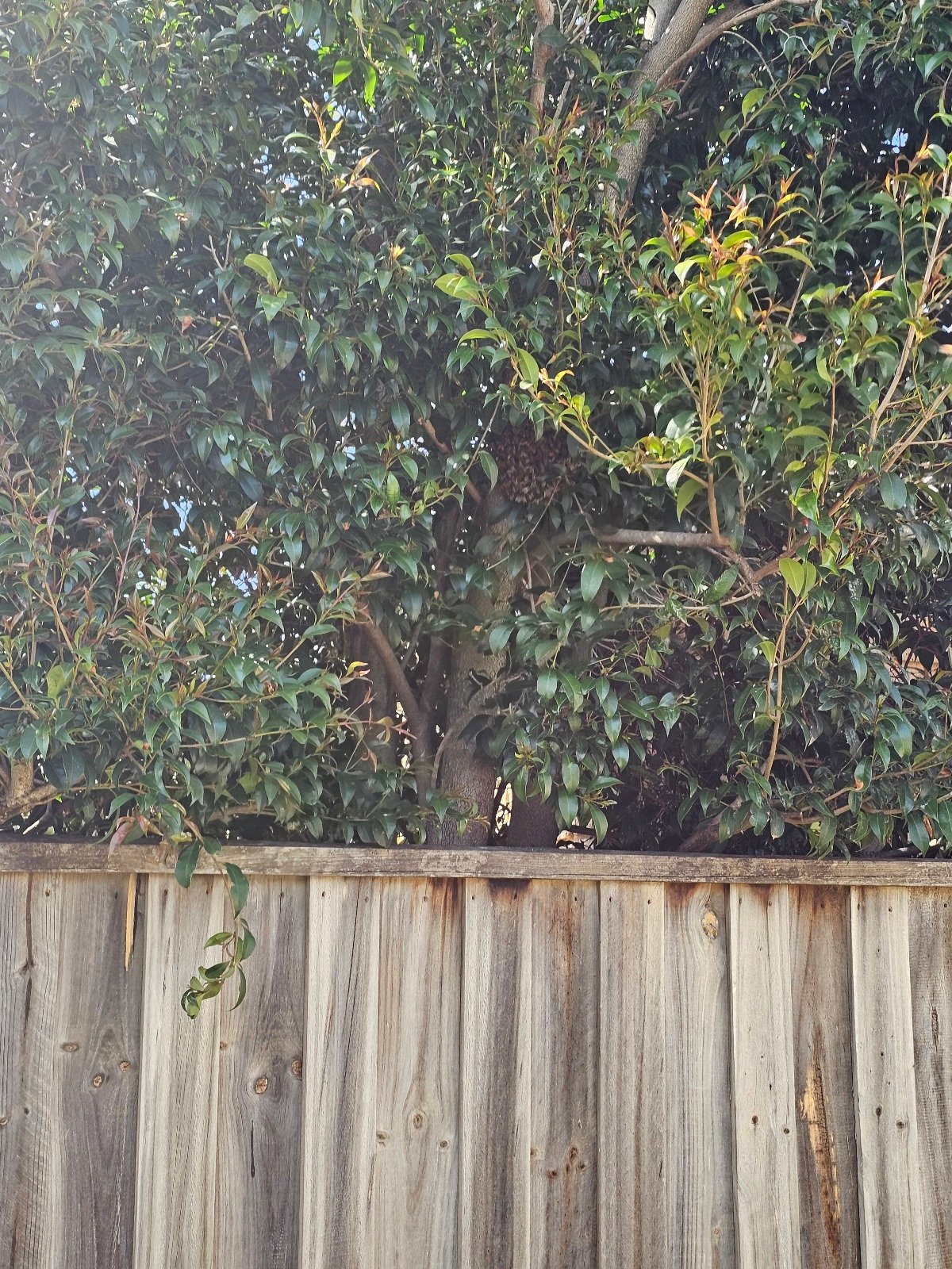 Swarm photo