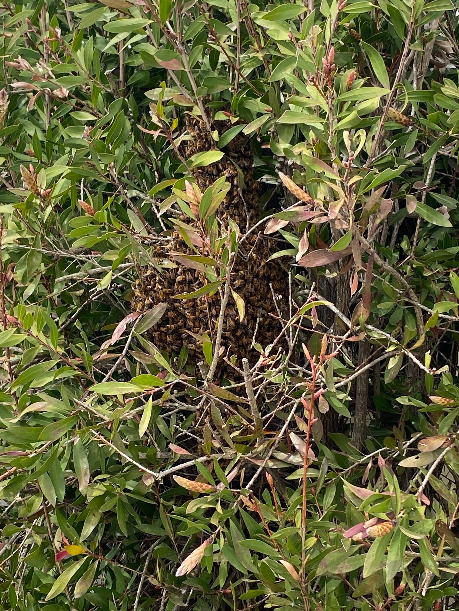 Swarm photo