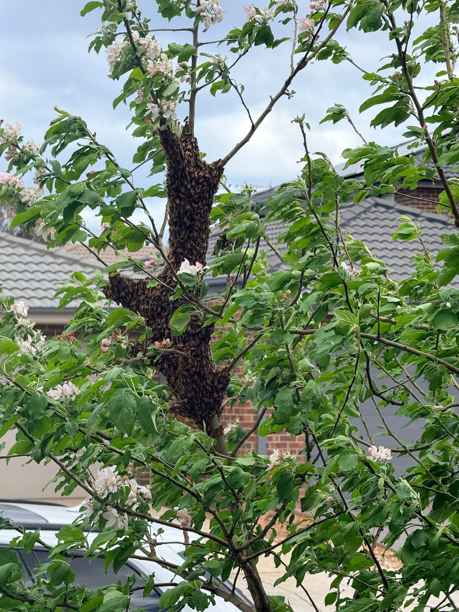 Swarm photo