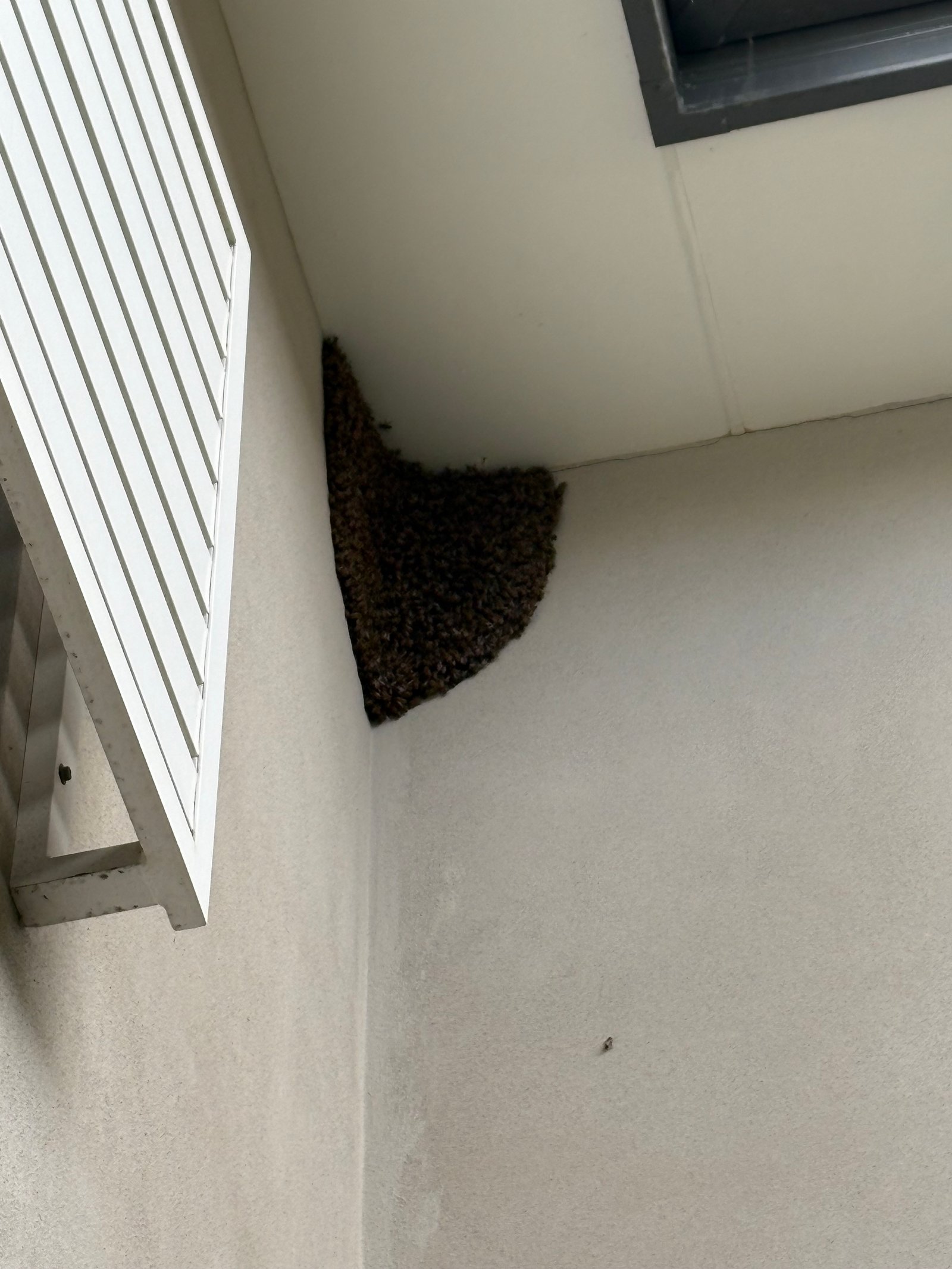 Swarm photo