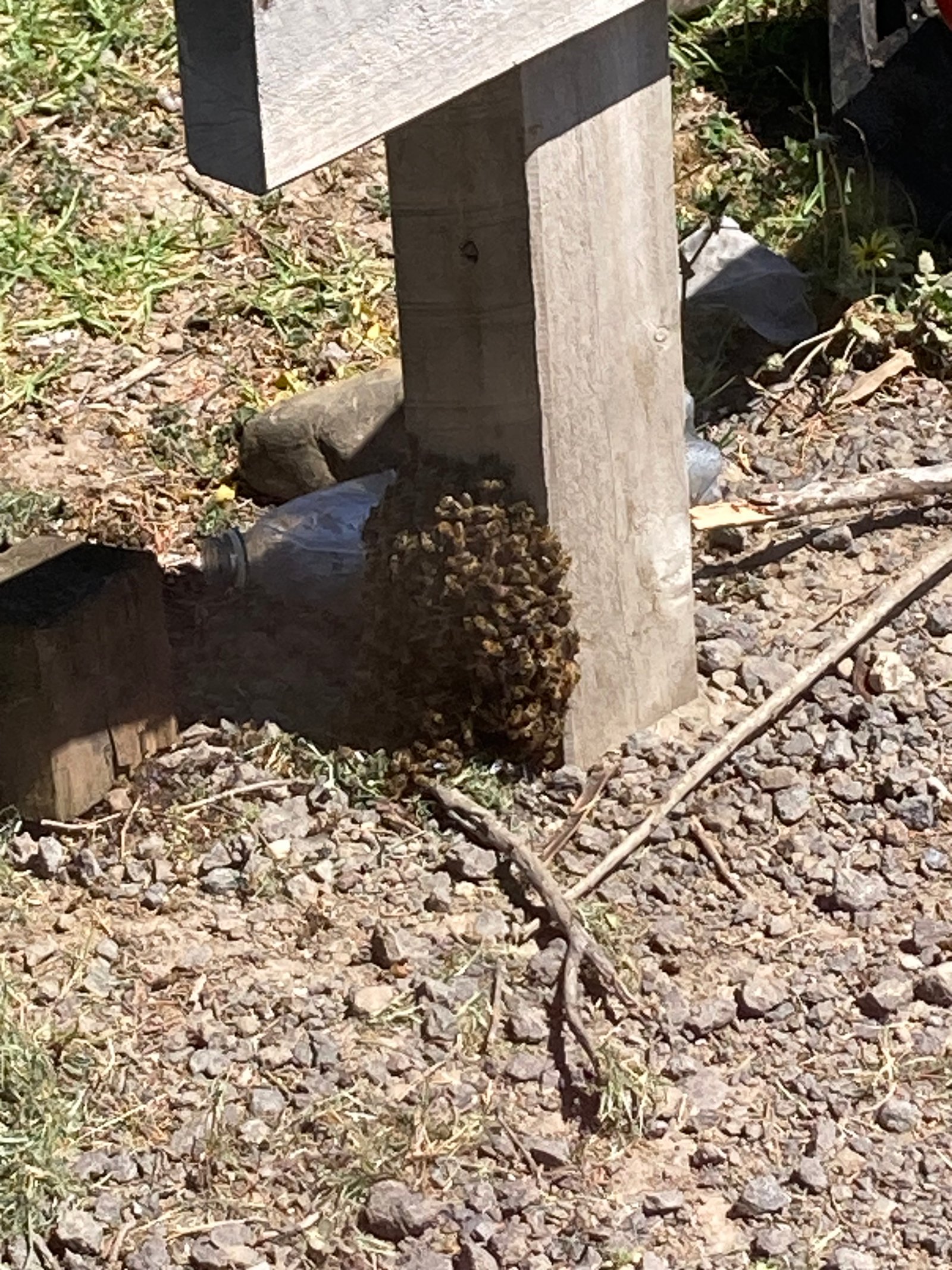Swarm photo