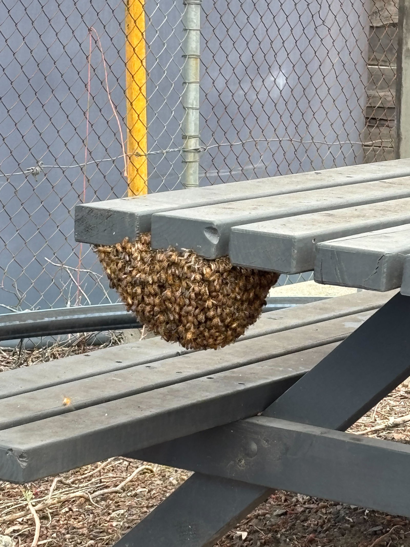 Swarm photo
