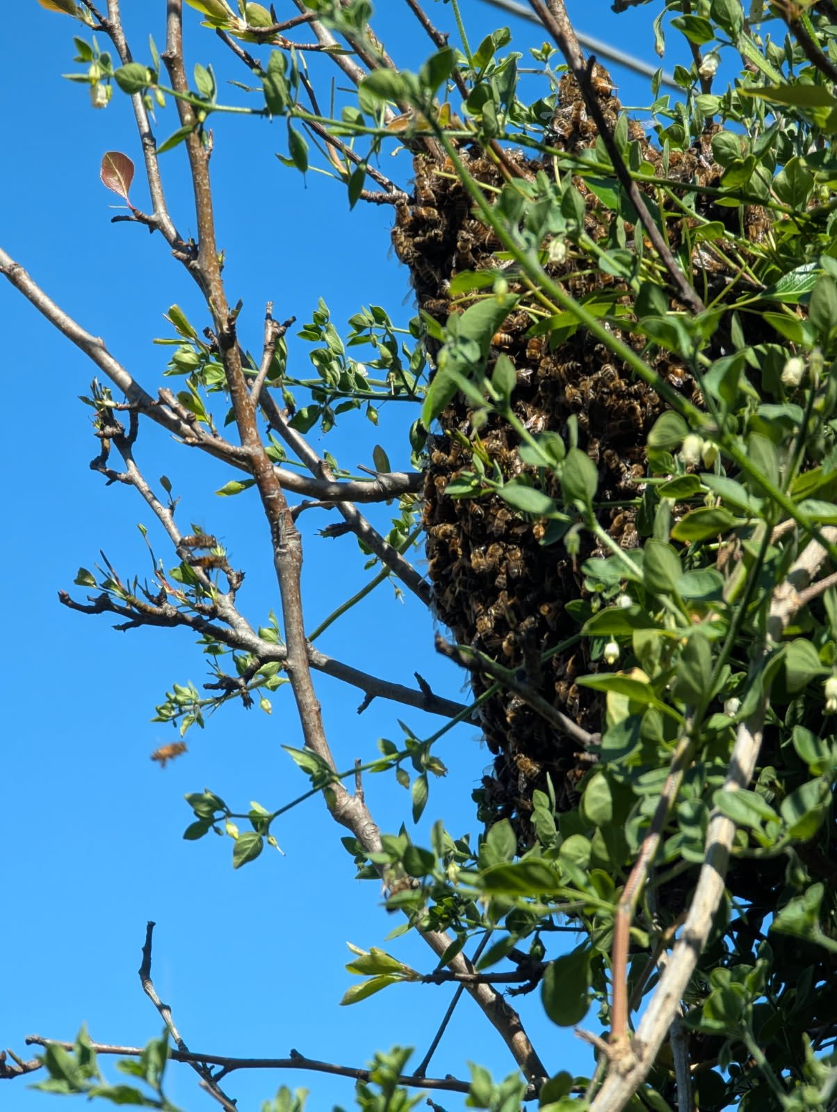 Swarm photo