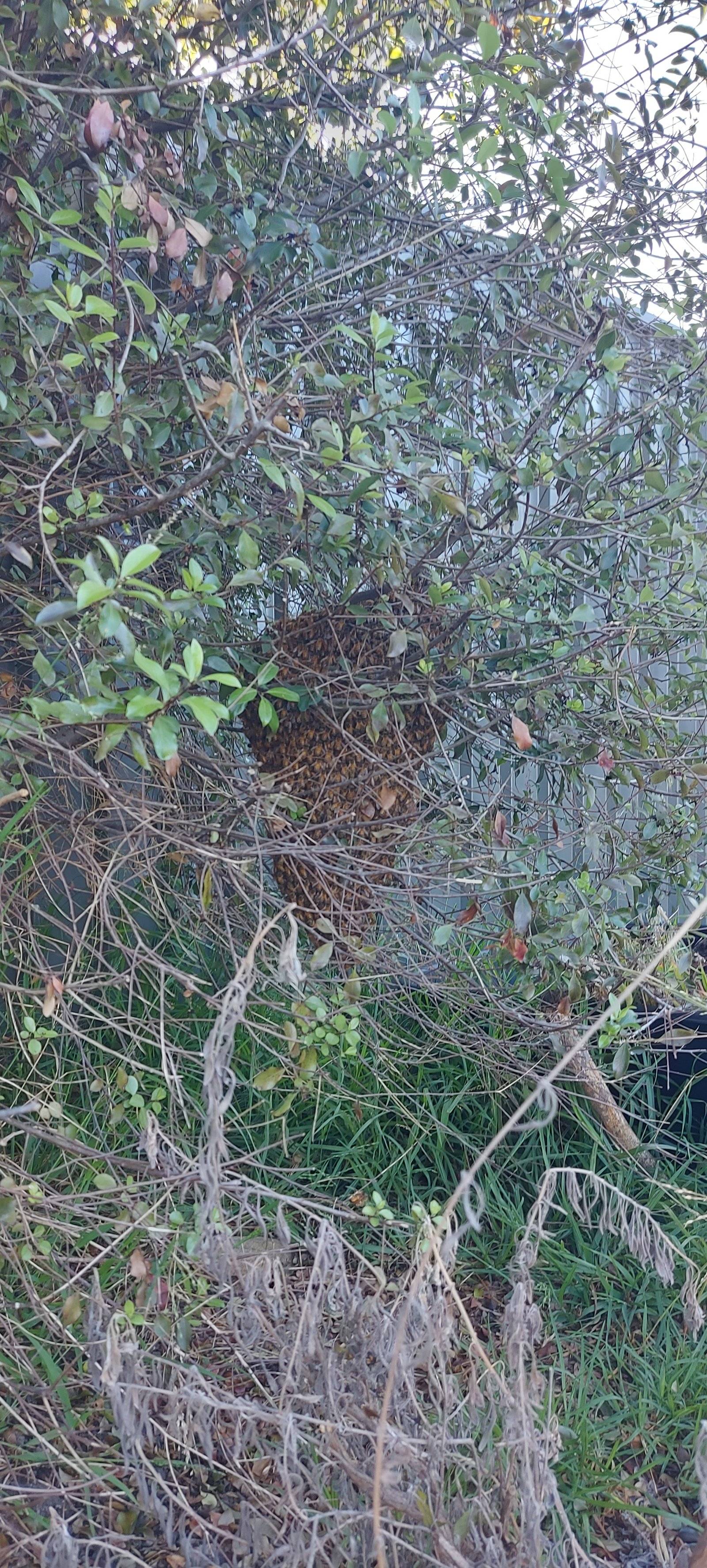 Swarm photo