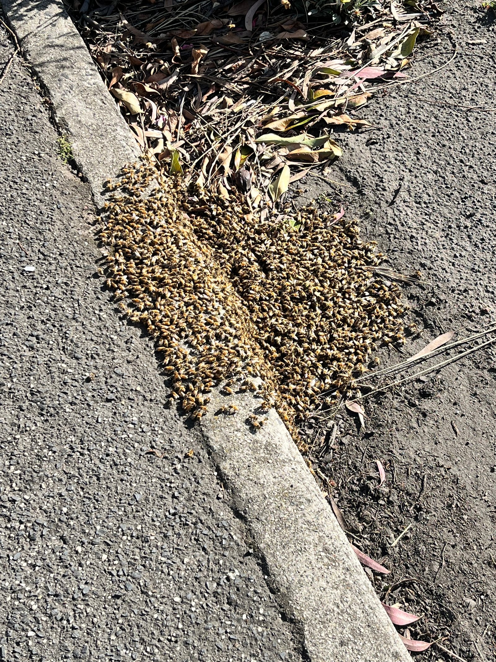 Swarm photo