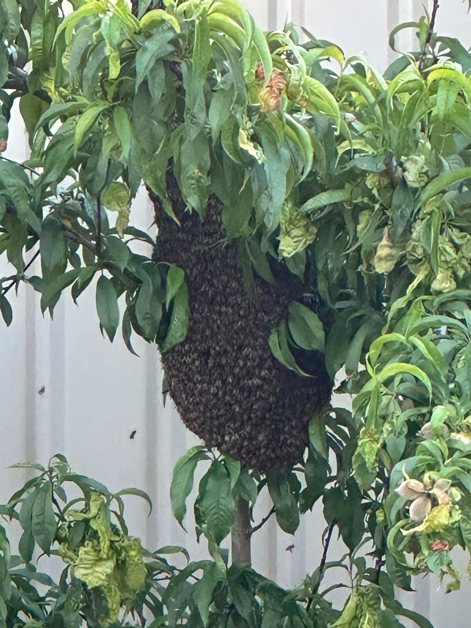 Swarm photo
