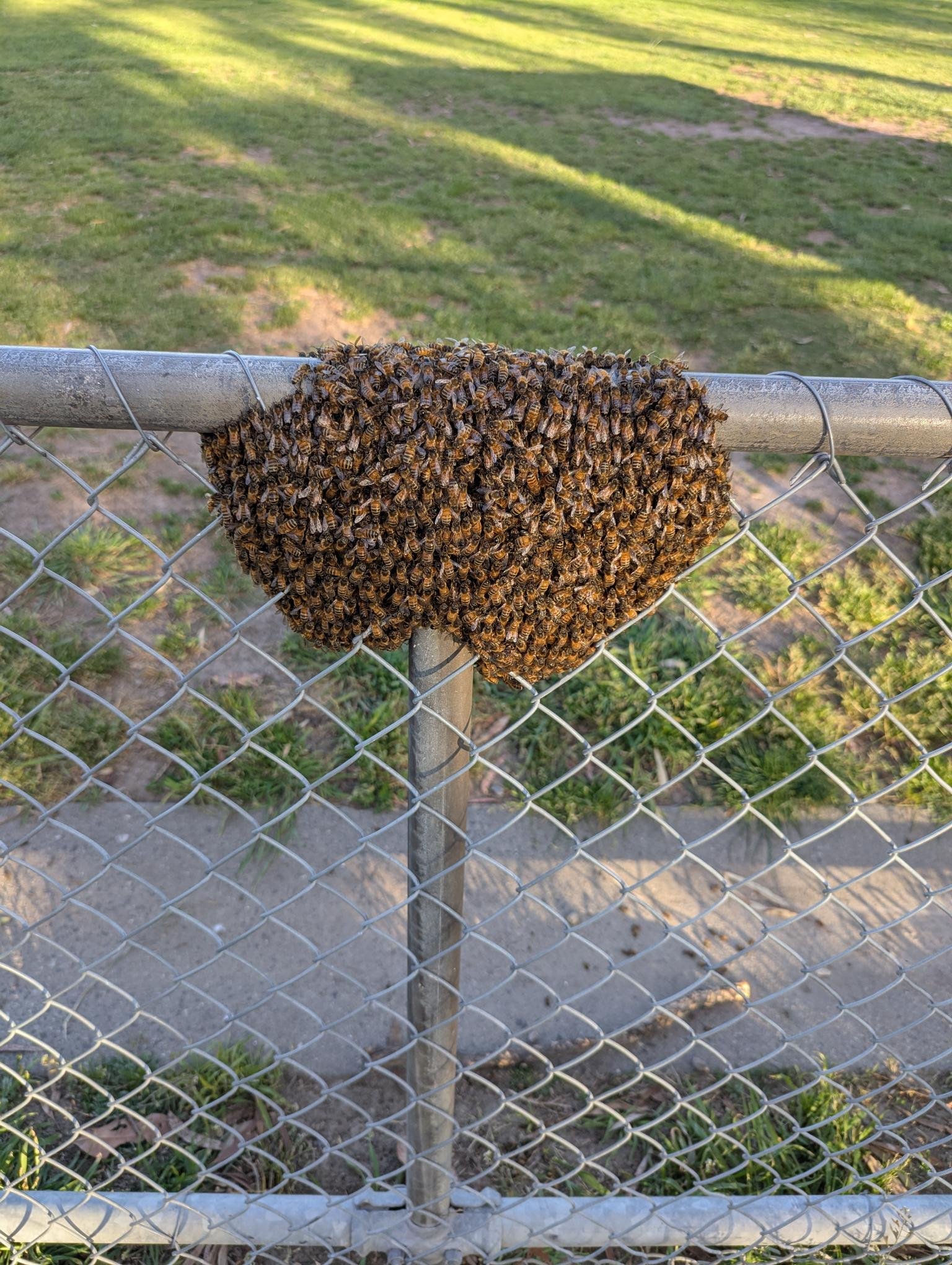 Swarm photo