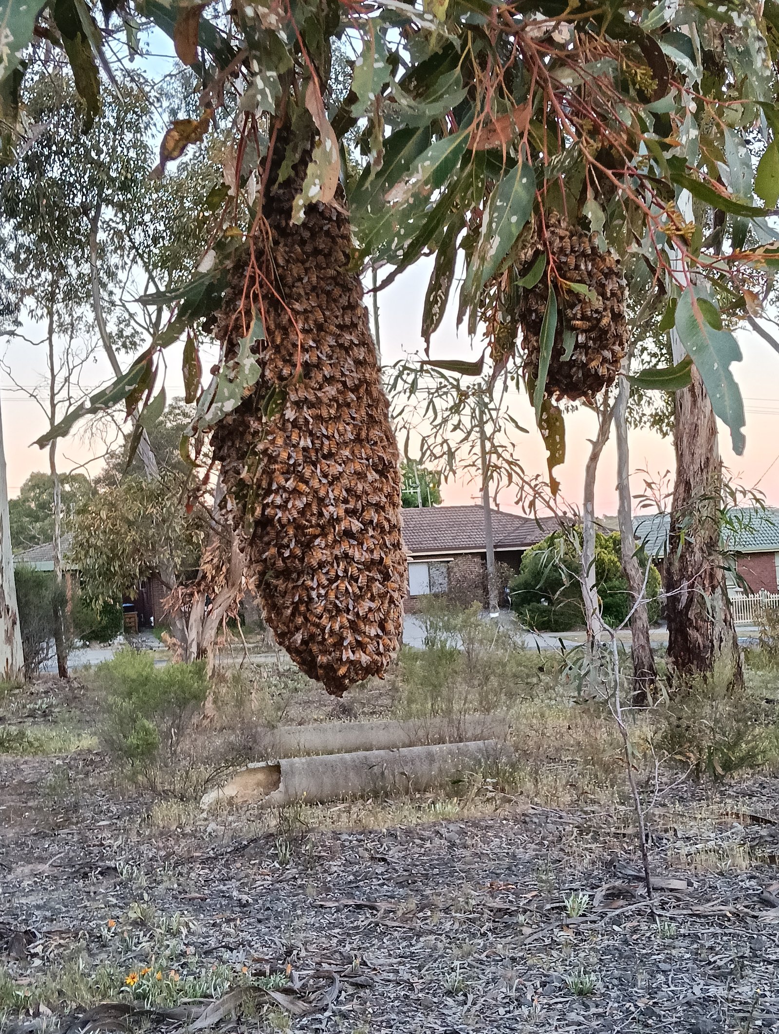 Swarm photo
