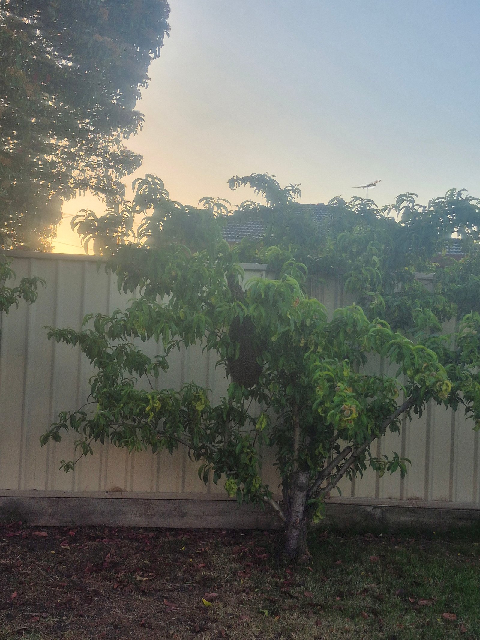 Swarm photo