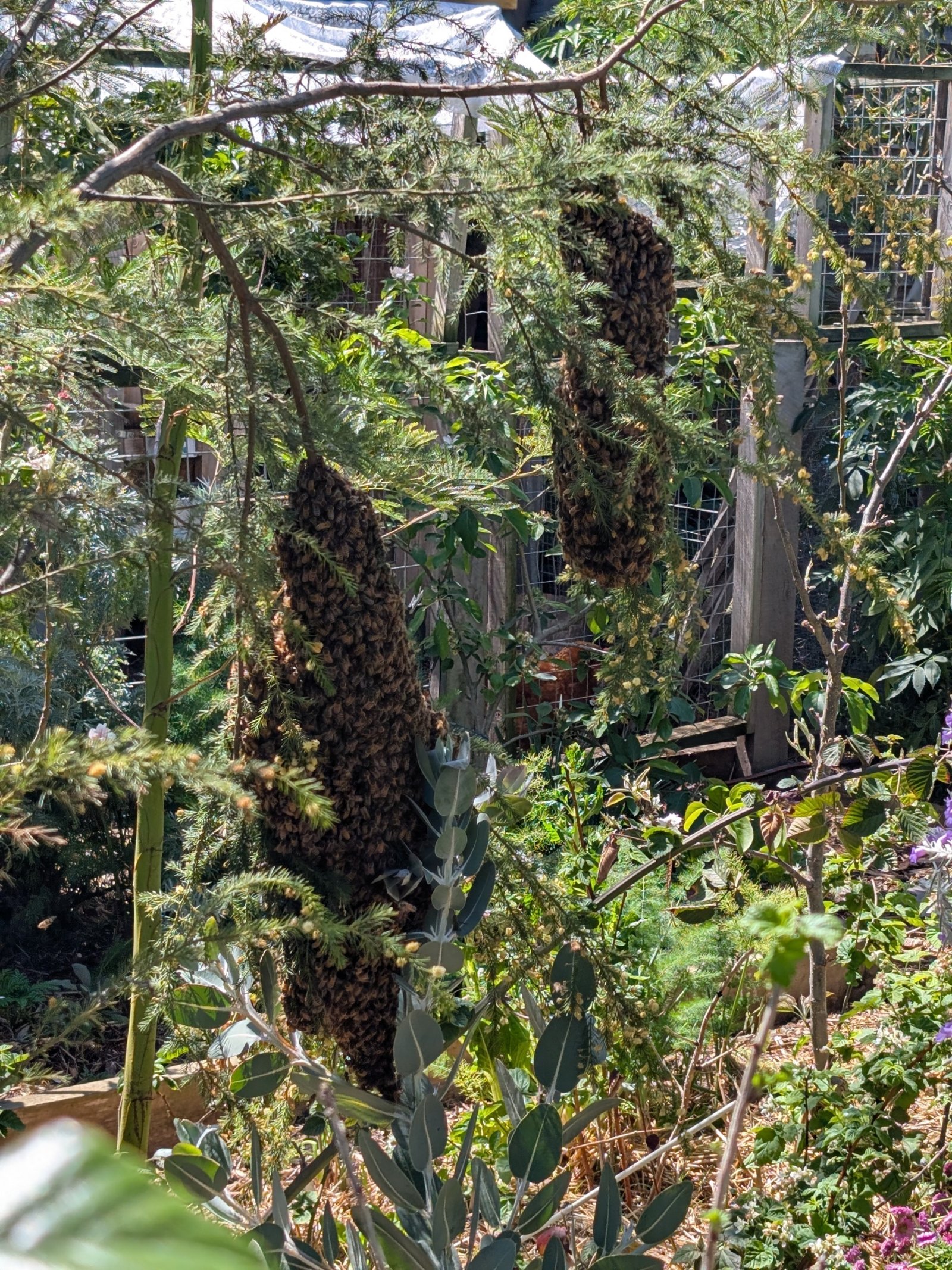 Swarm photo
