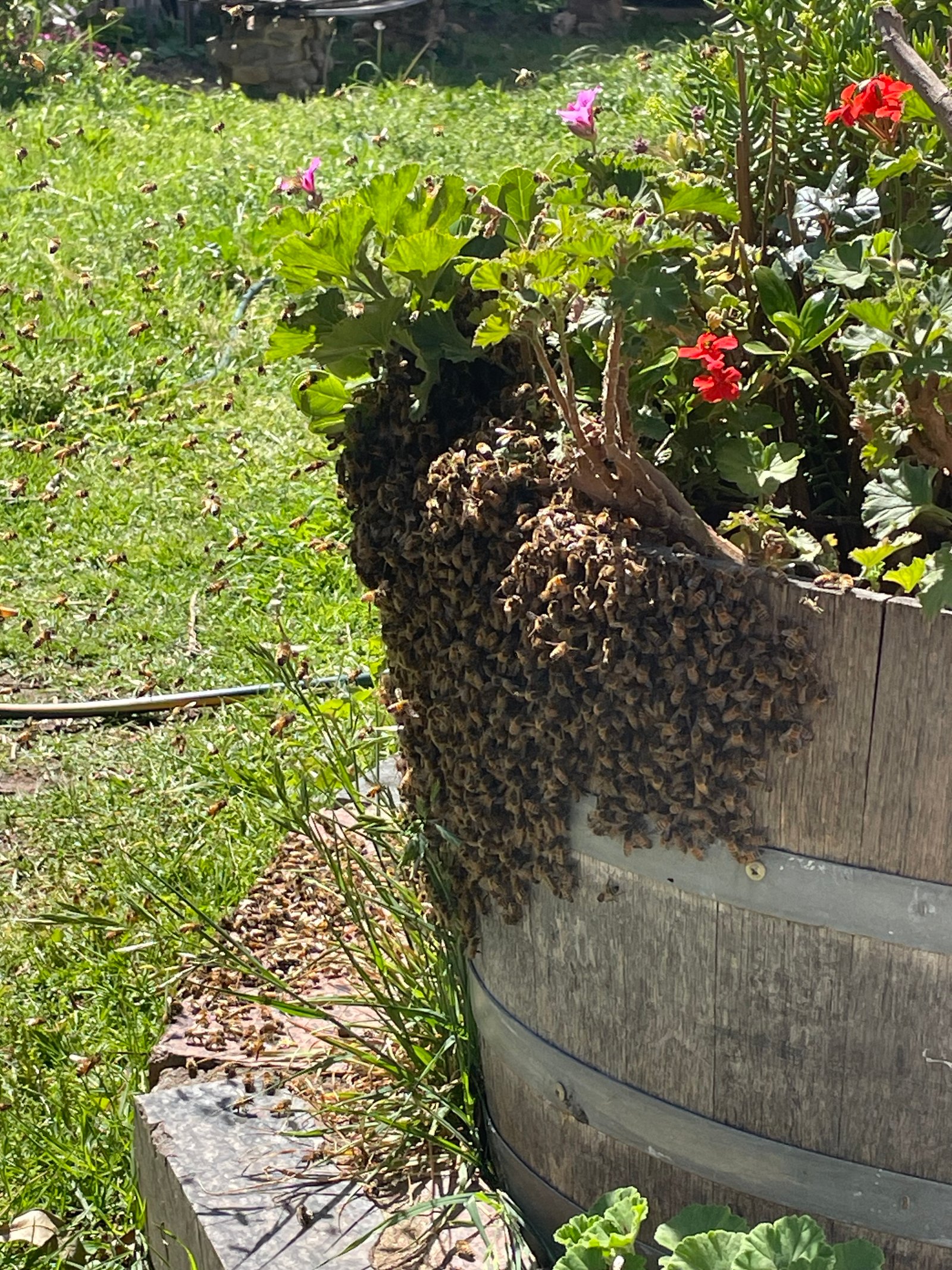 Swarm photo