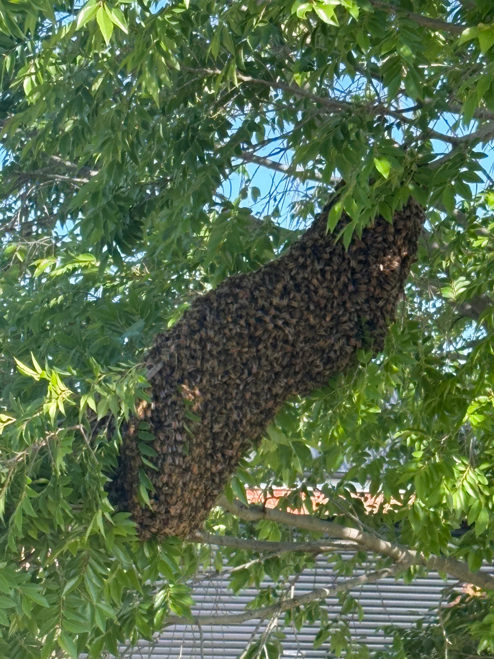 Swarm photo