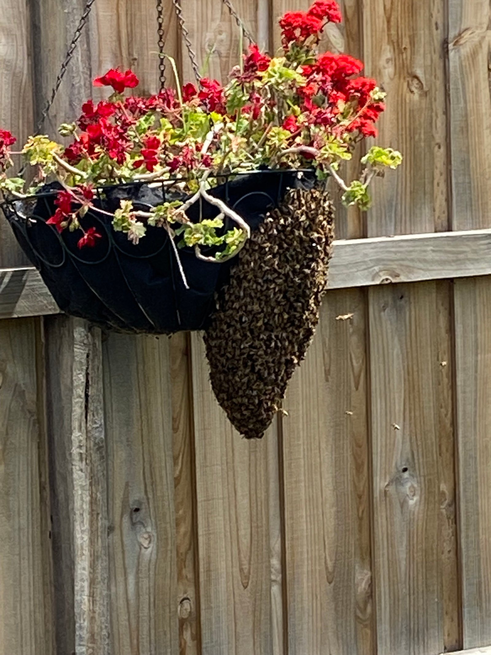 Swarm photo