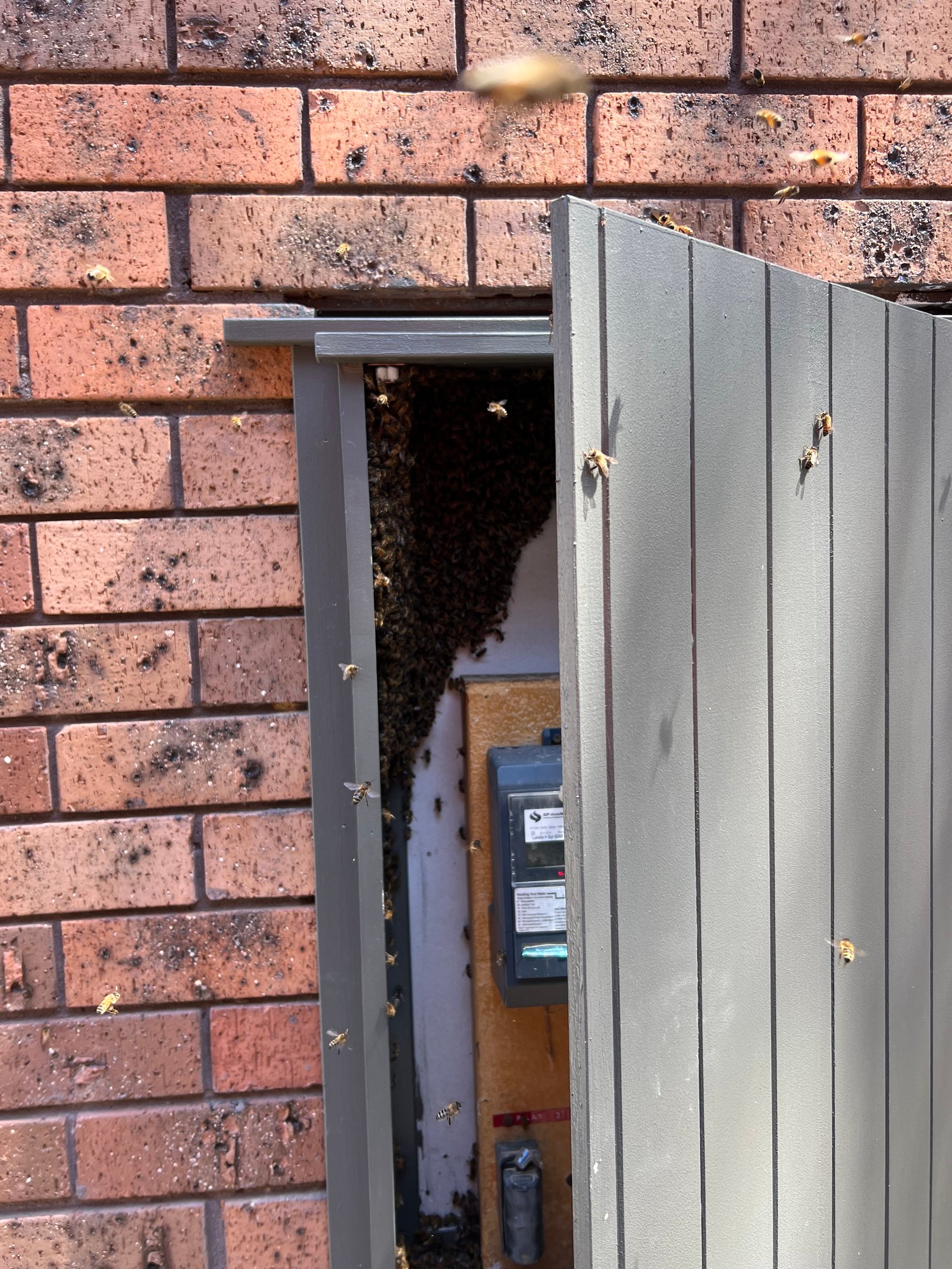 Swarm photo
