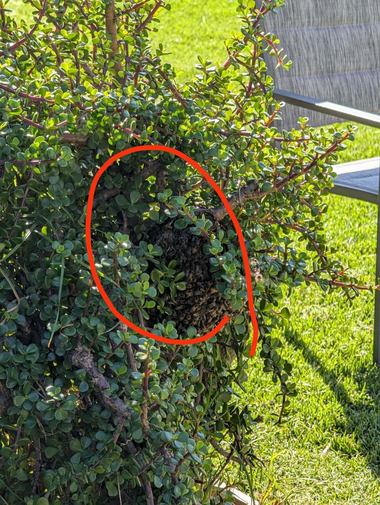 Swarm photo