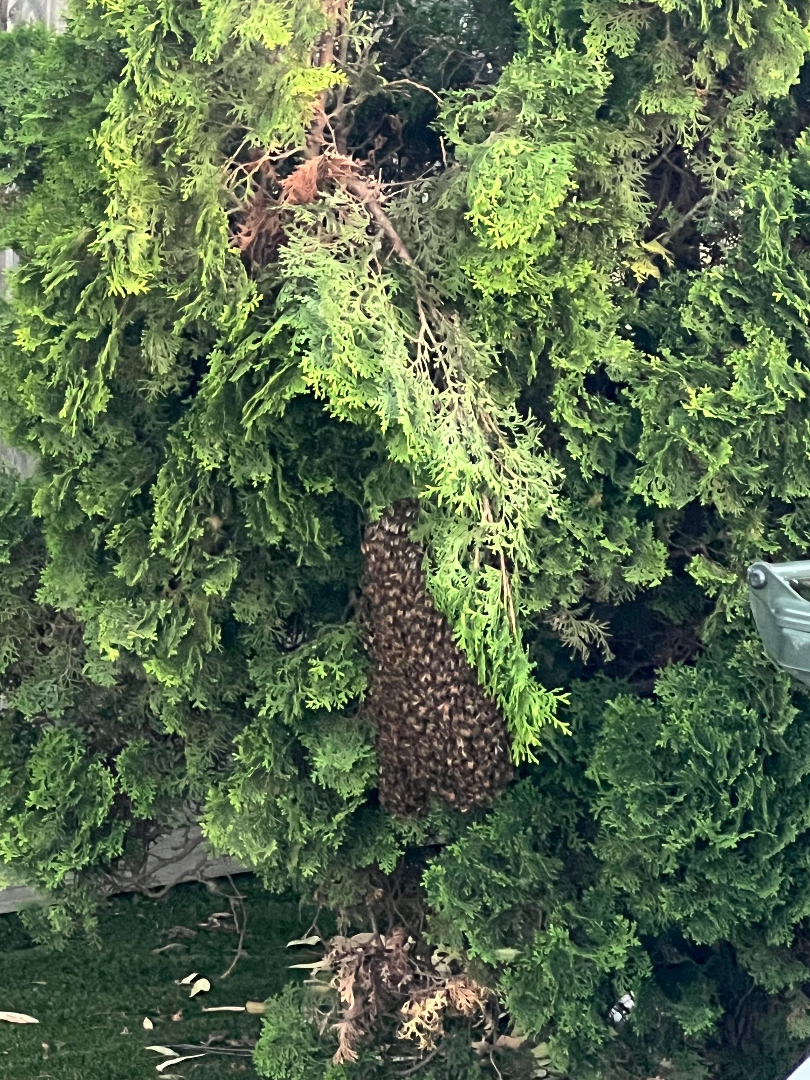 Swarm photo