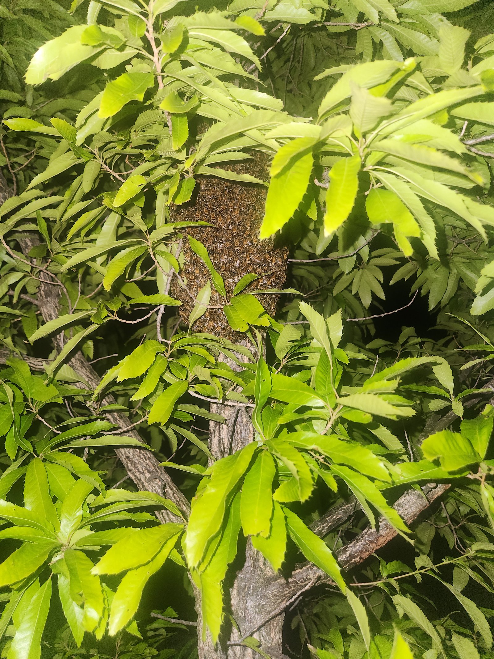Swarm photo