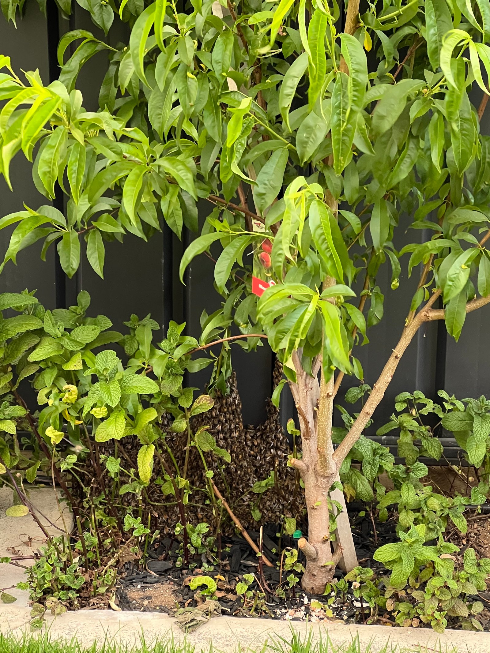 Swarm photo
