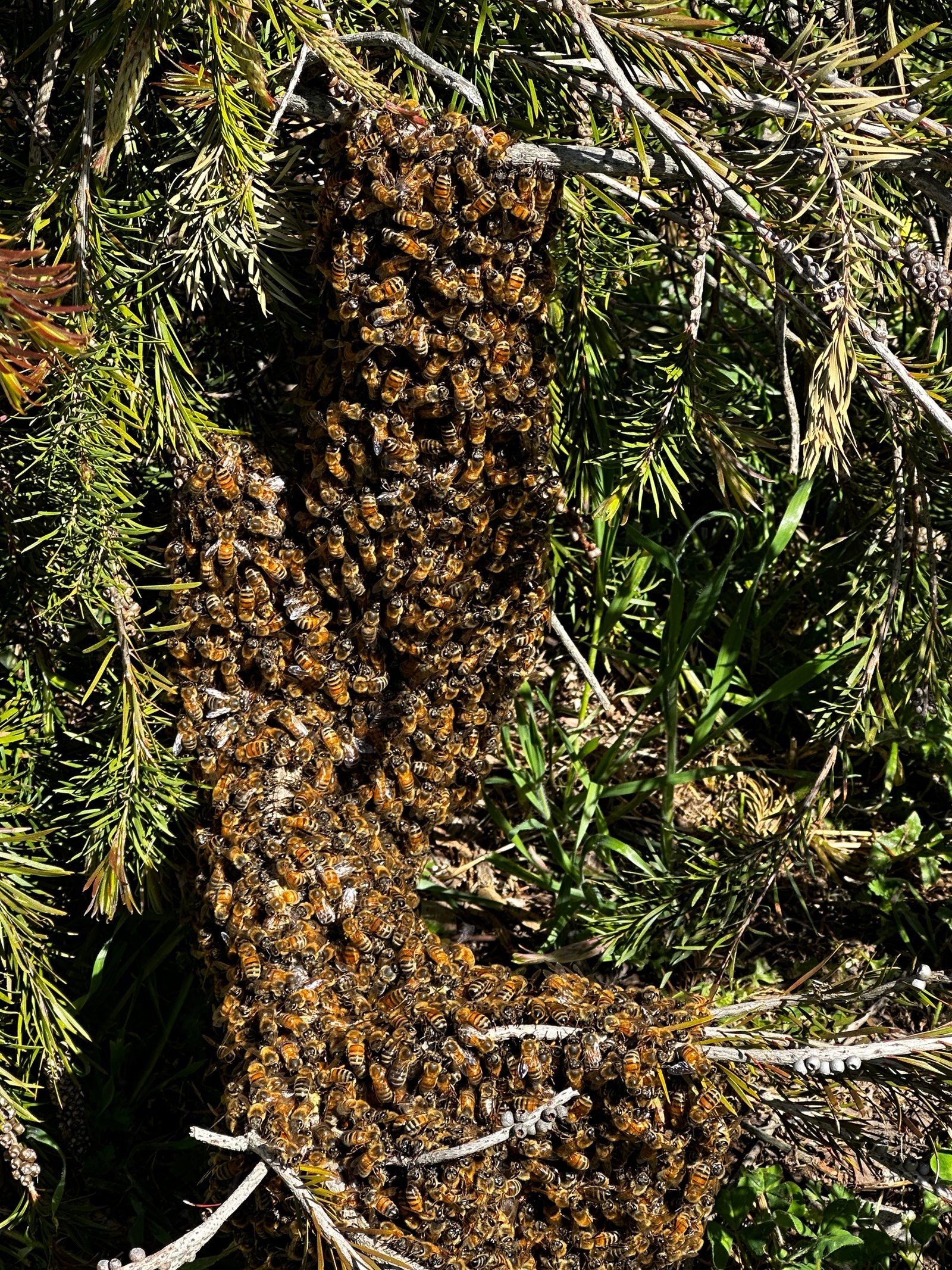 Swarm photo