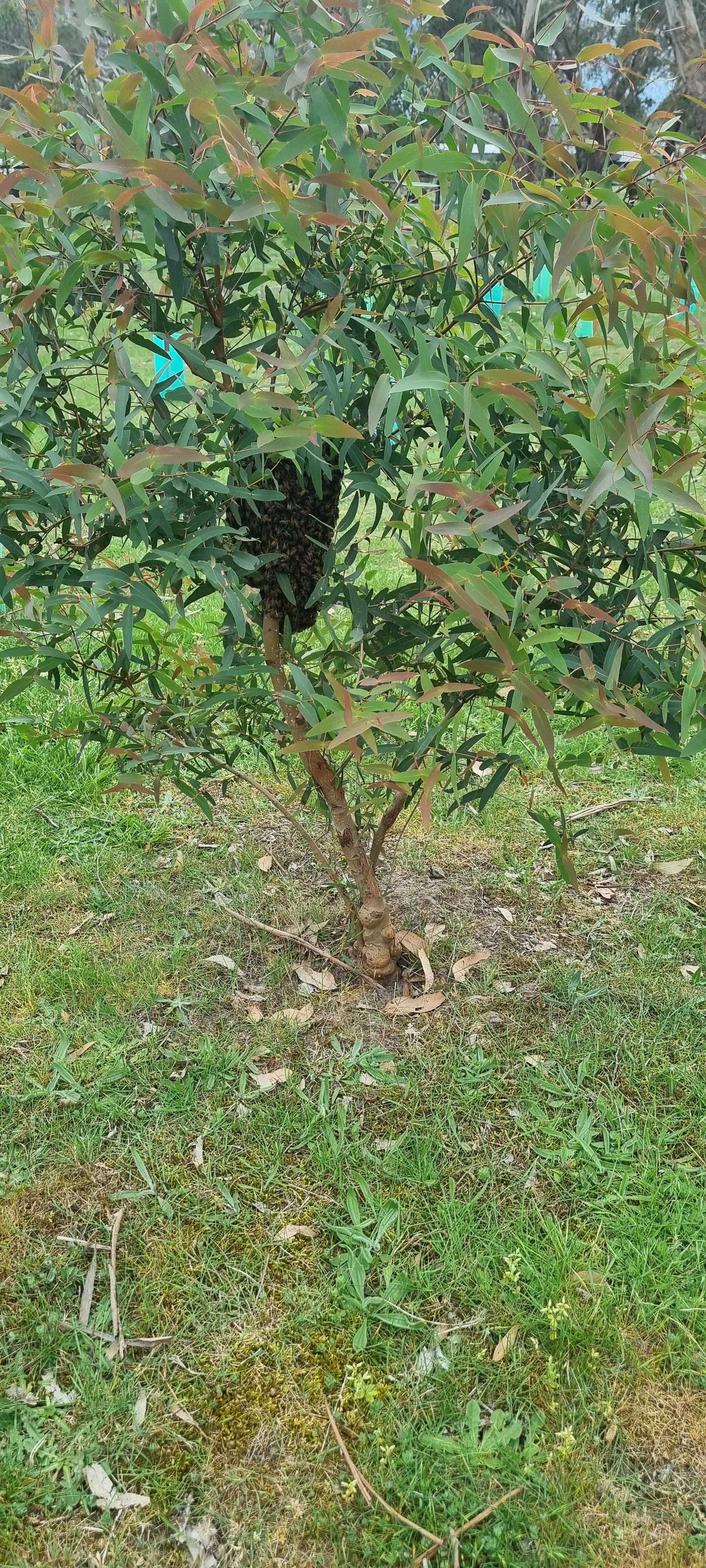 Swarm photo