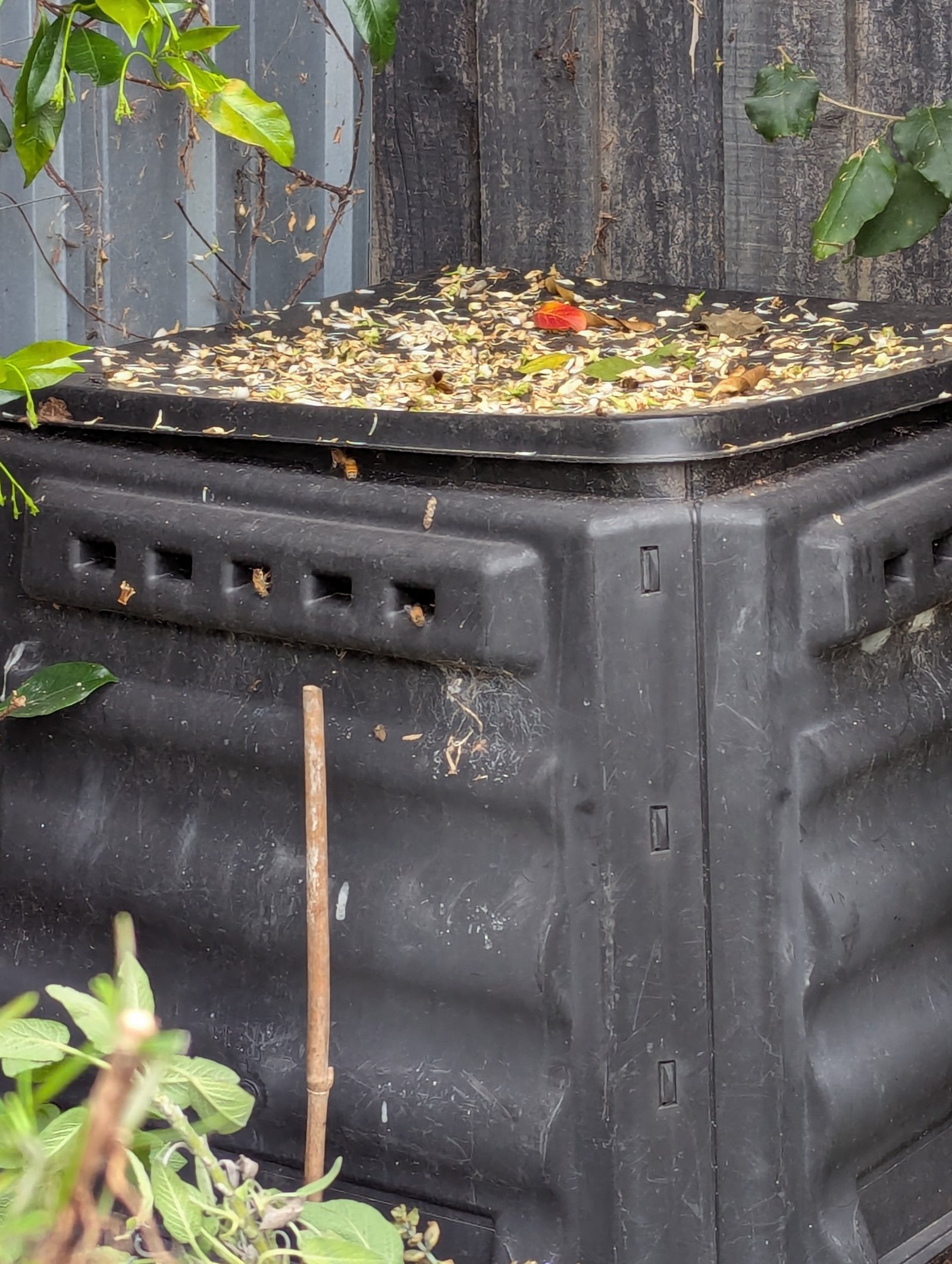 Swarm photo