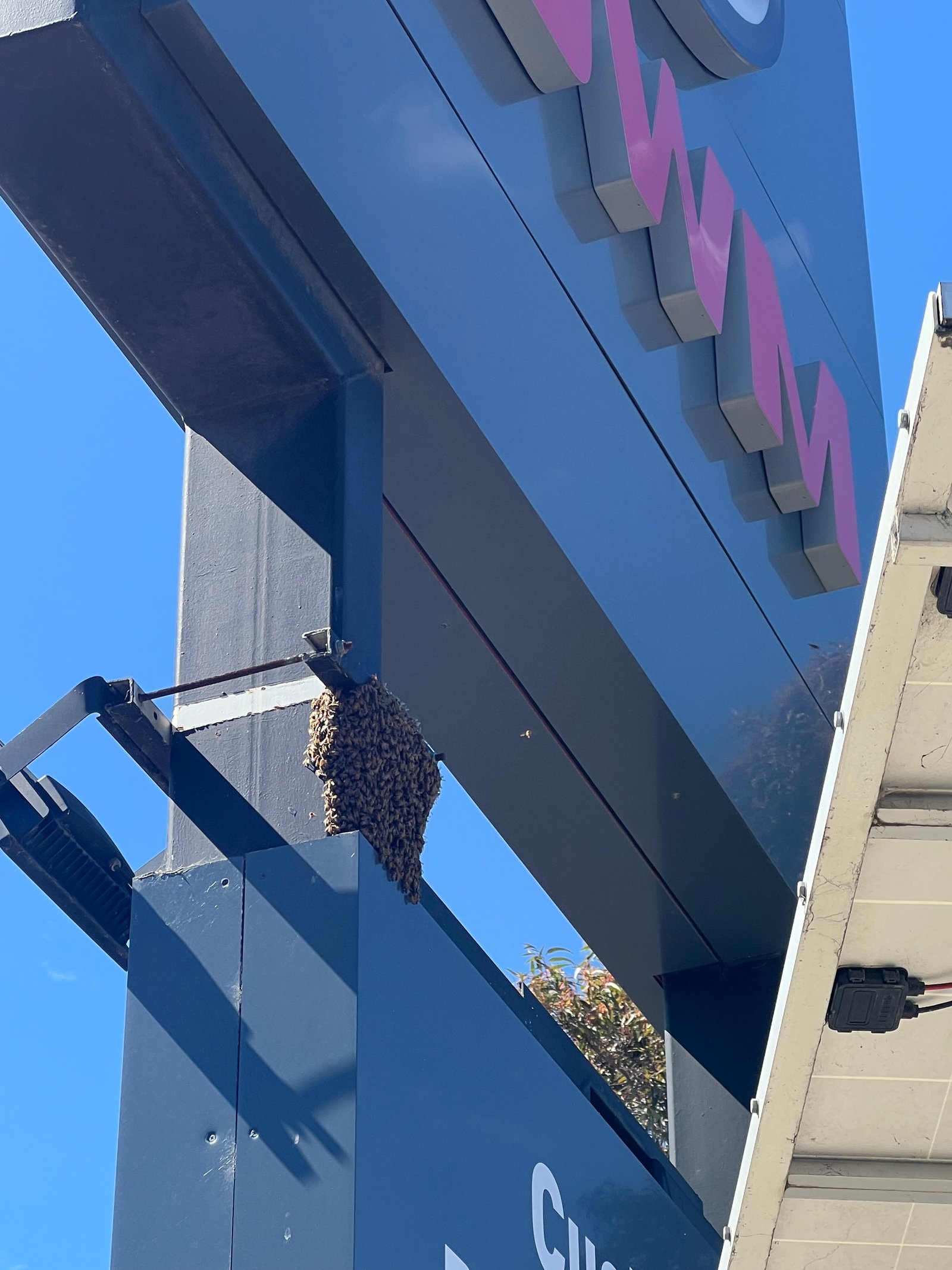 Swarm photo