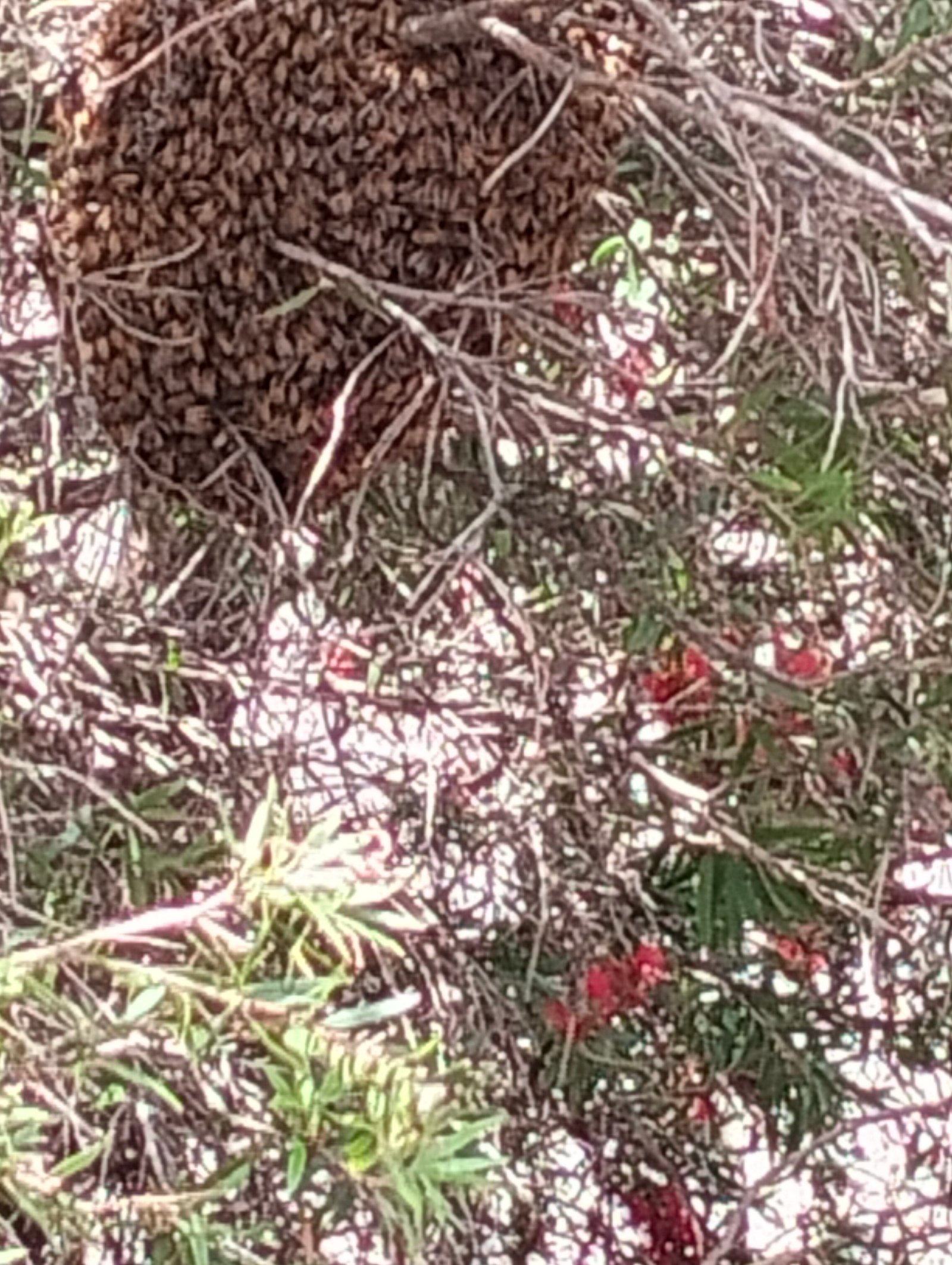 Swarm photo