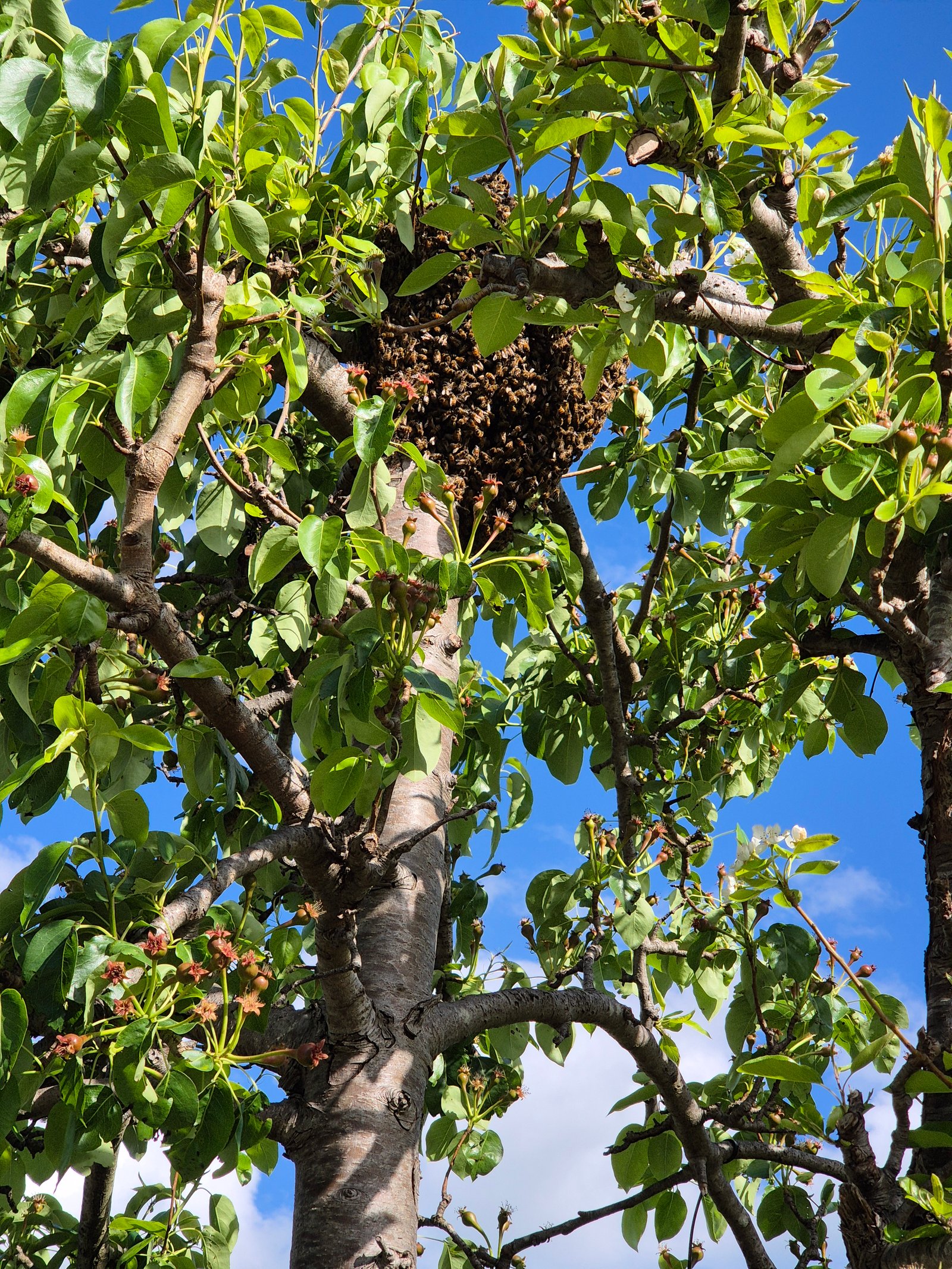 Swarm photo