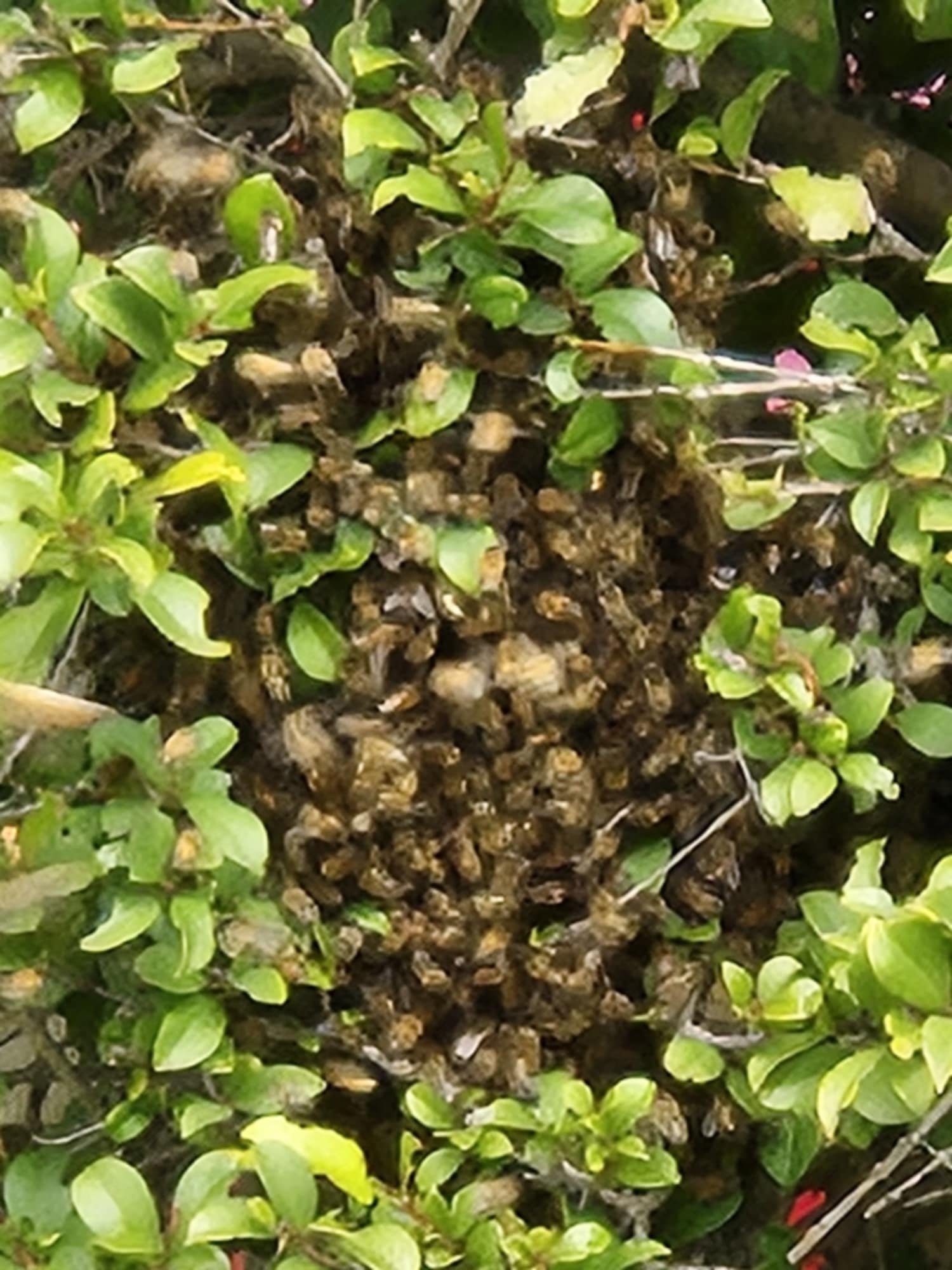 Swarm photo
