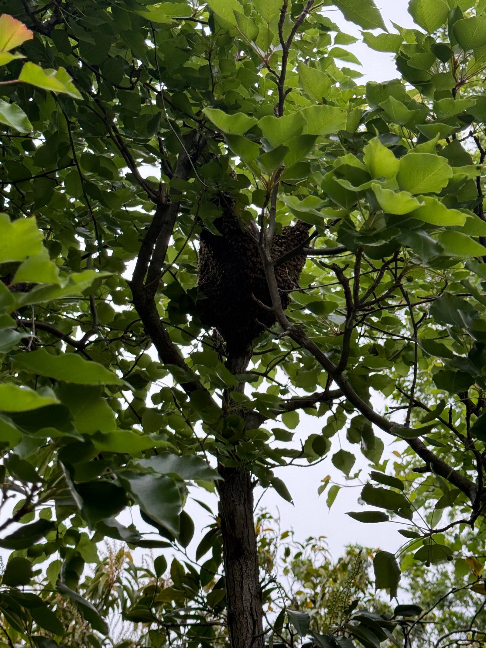 Swarm photo