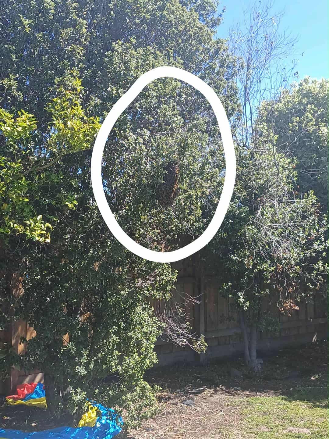 Swarm photo