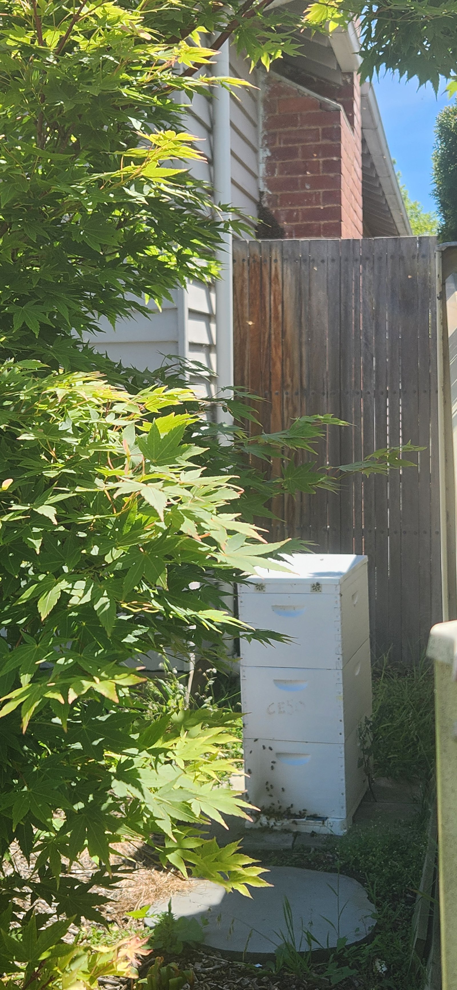 Swarm photo