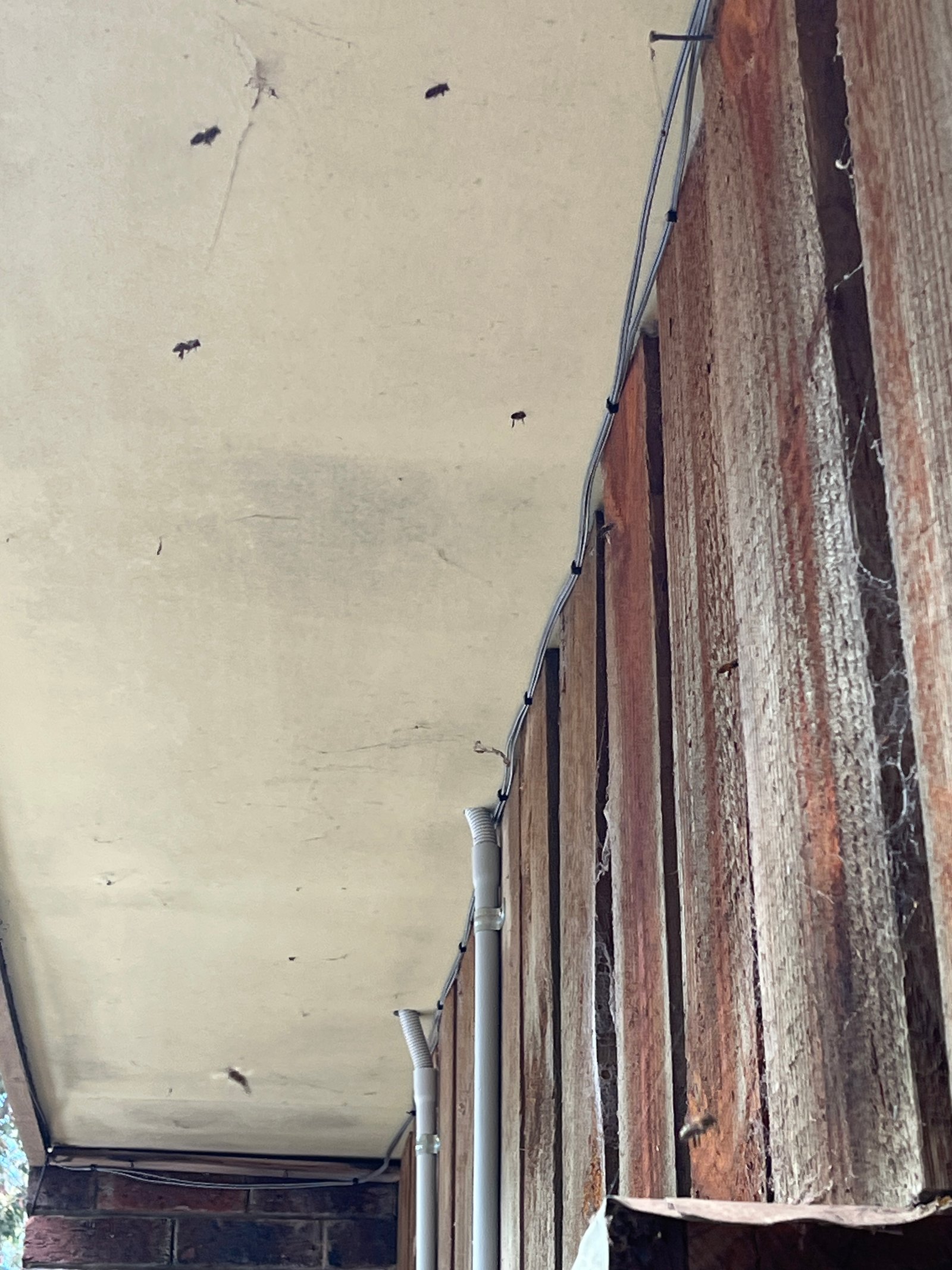 Swarm photo