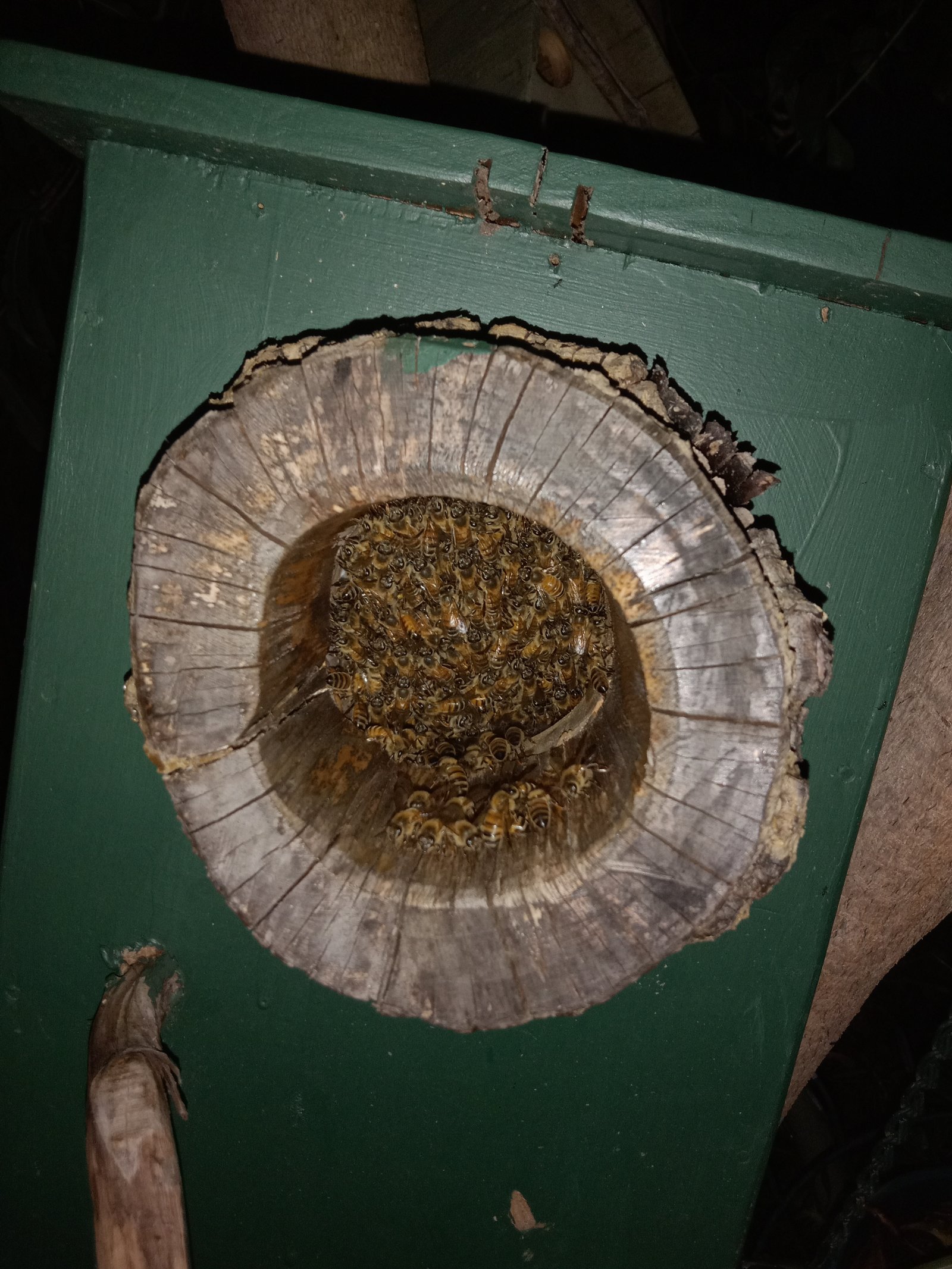 Swarm photo