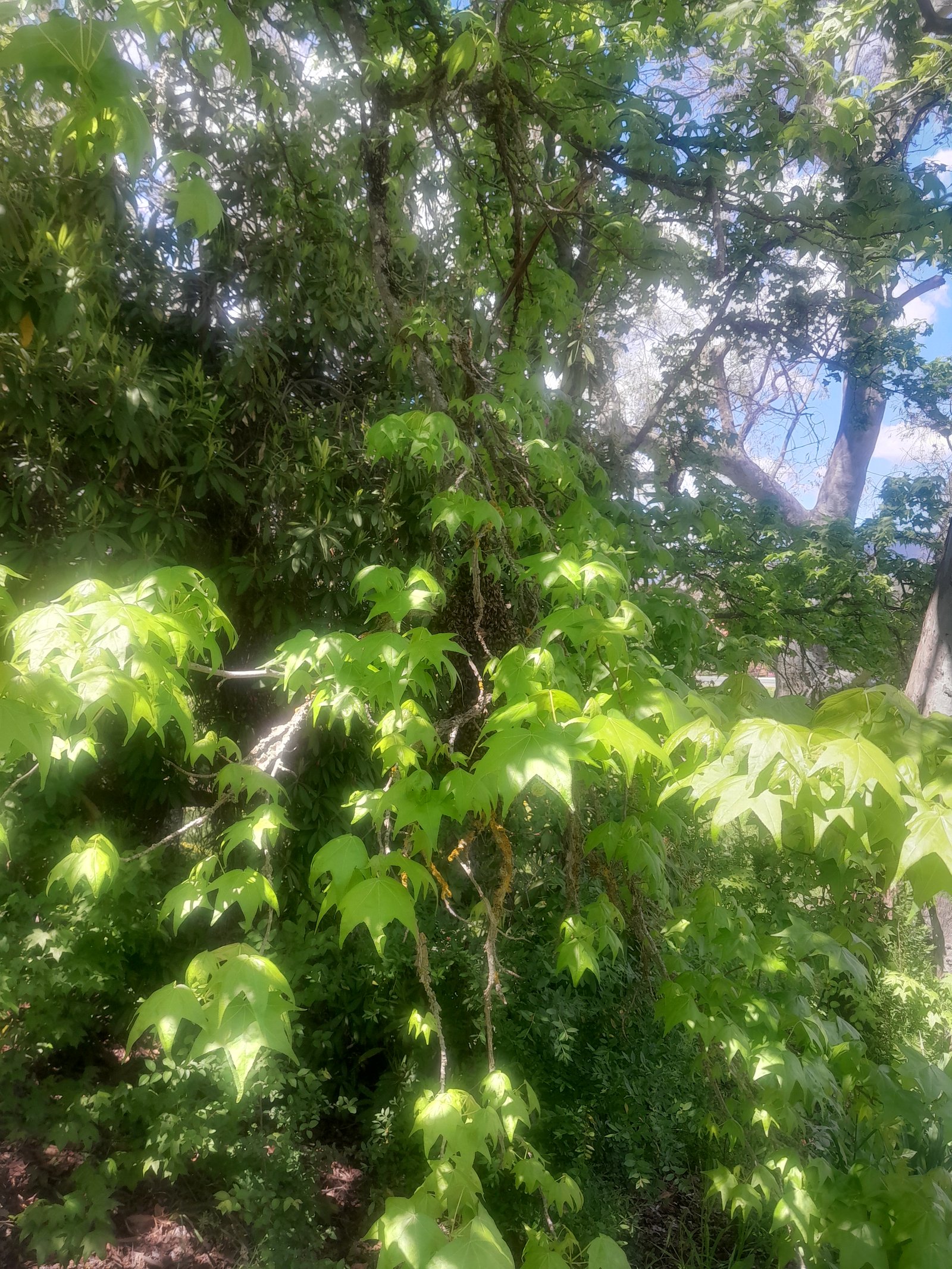 Swarm photo