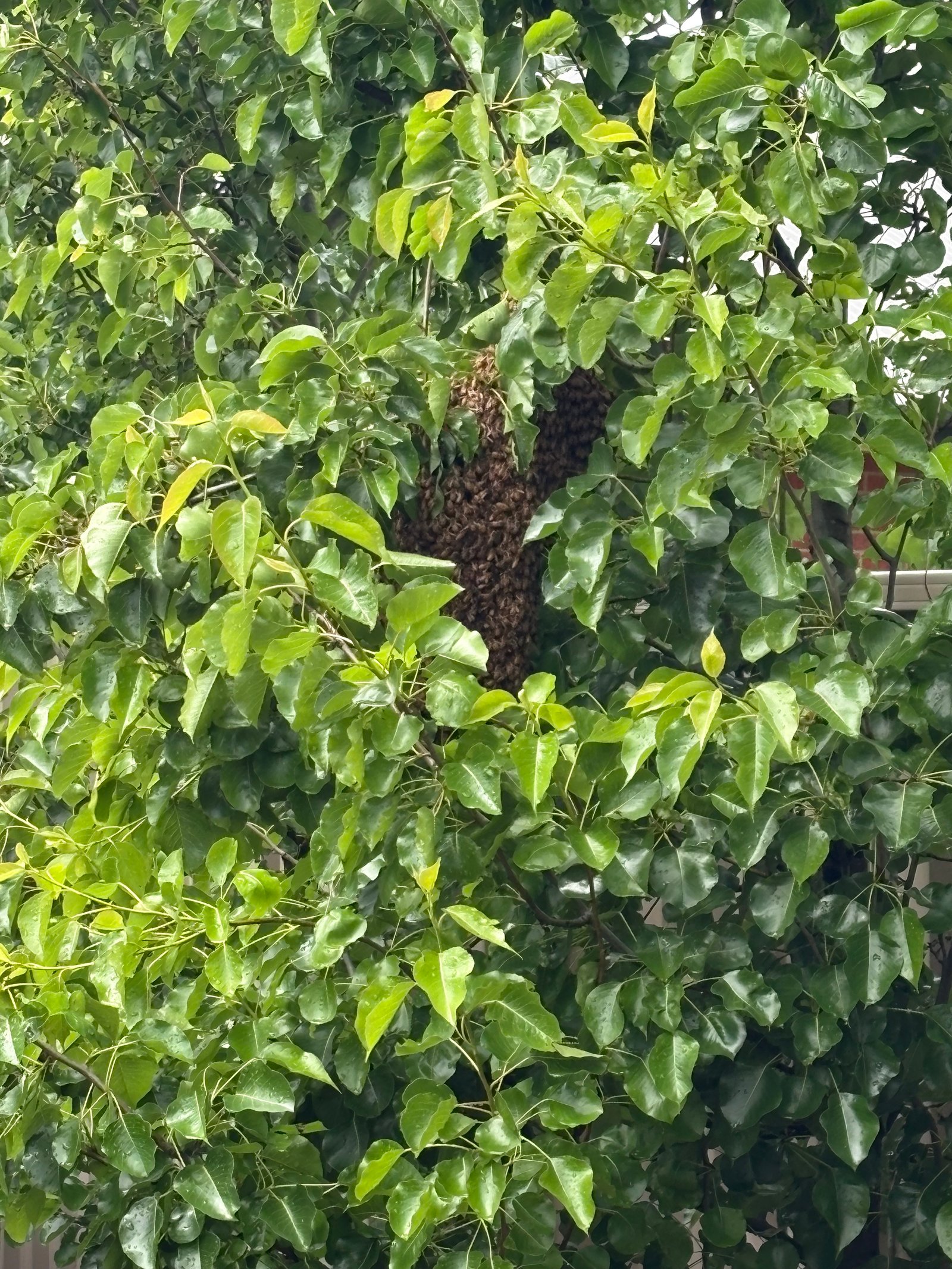 Swarm photo