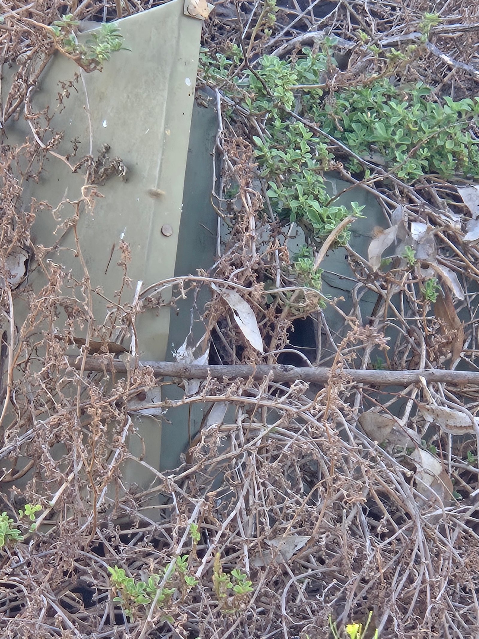 Swarm photo