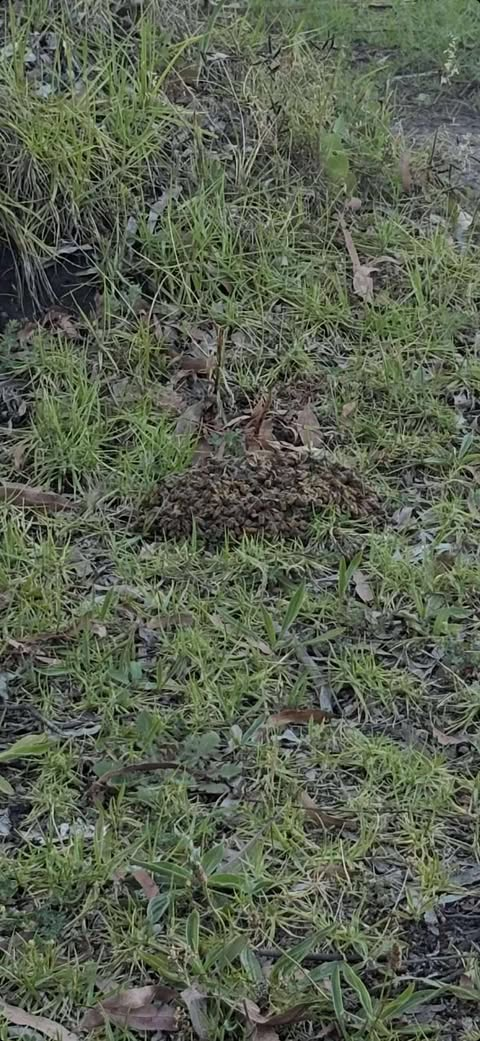 Swarm photo