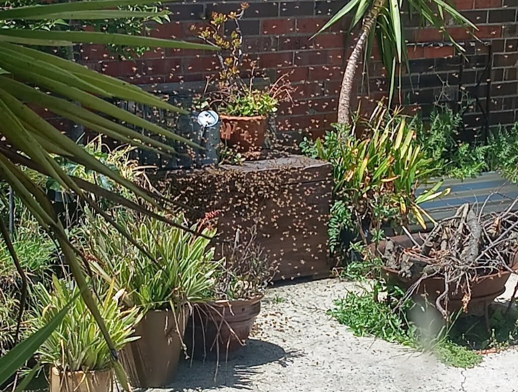Swarm photo