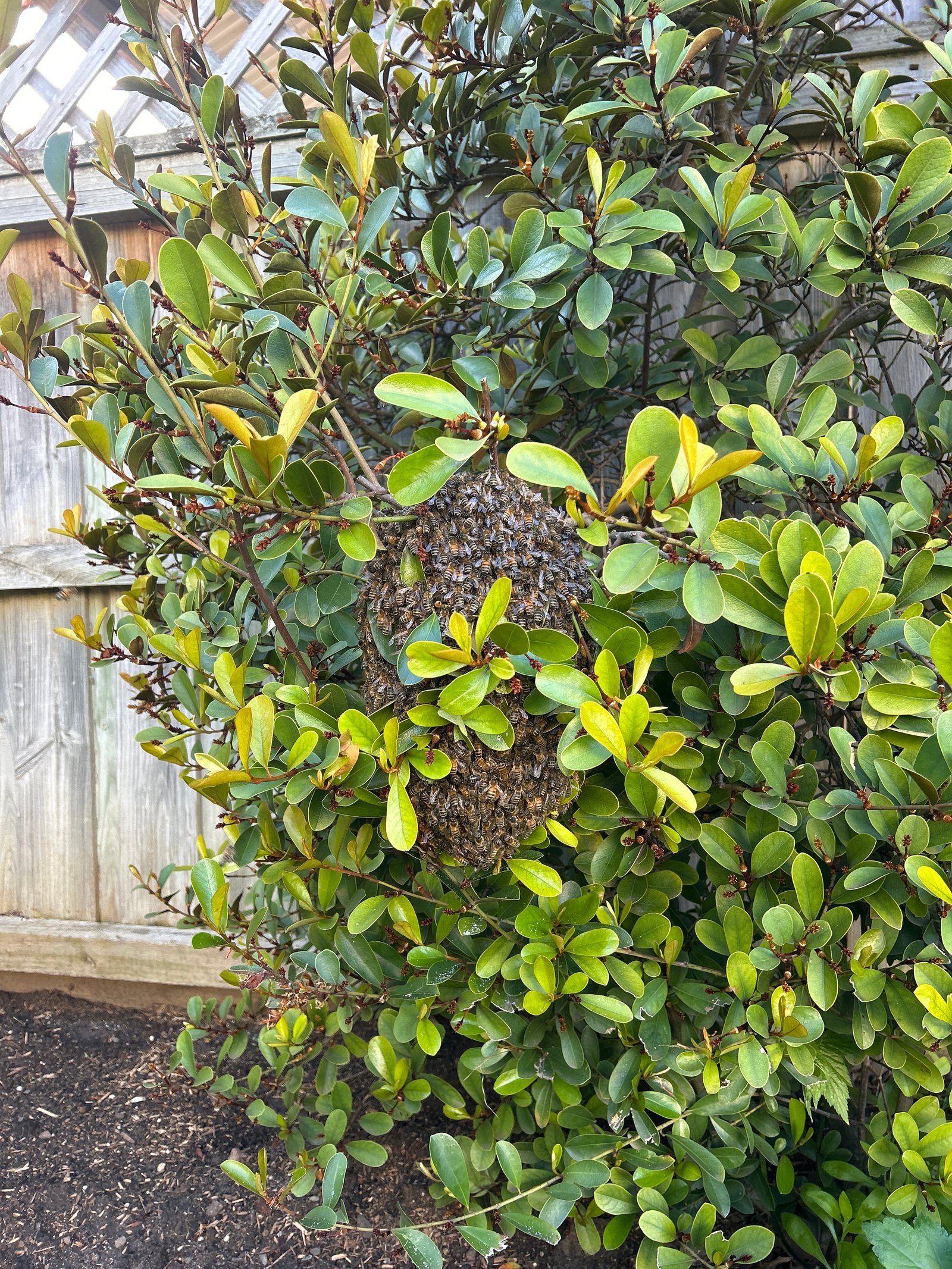 Swarm photo