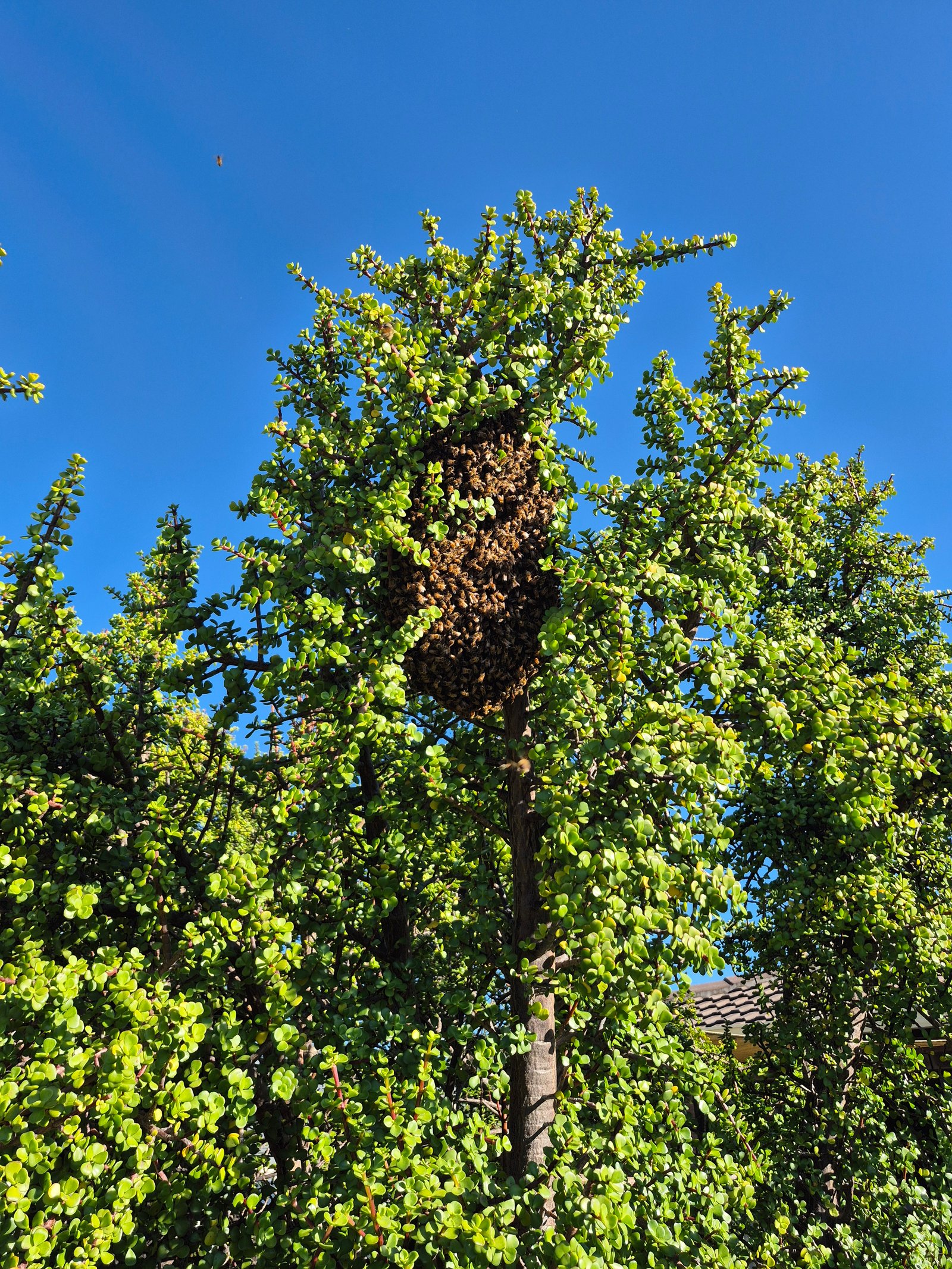 Swarm photo