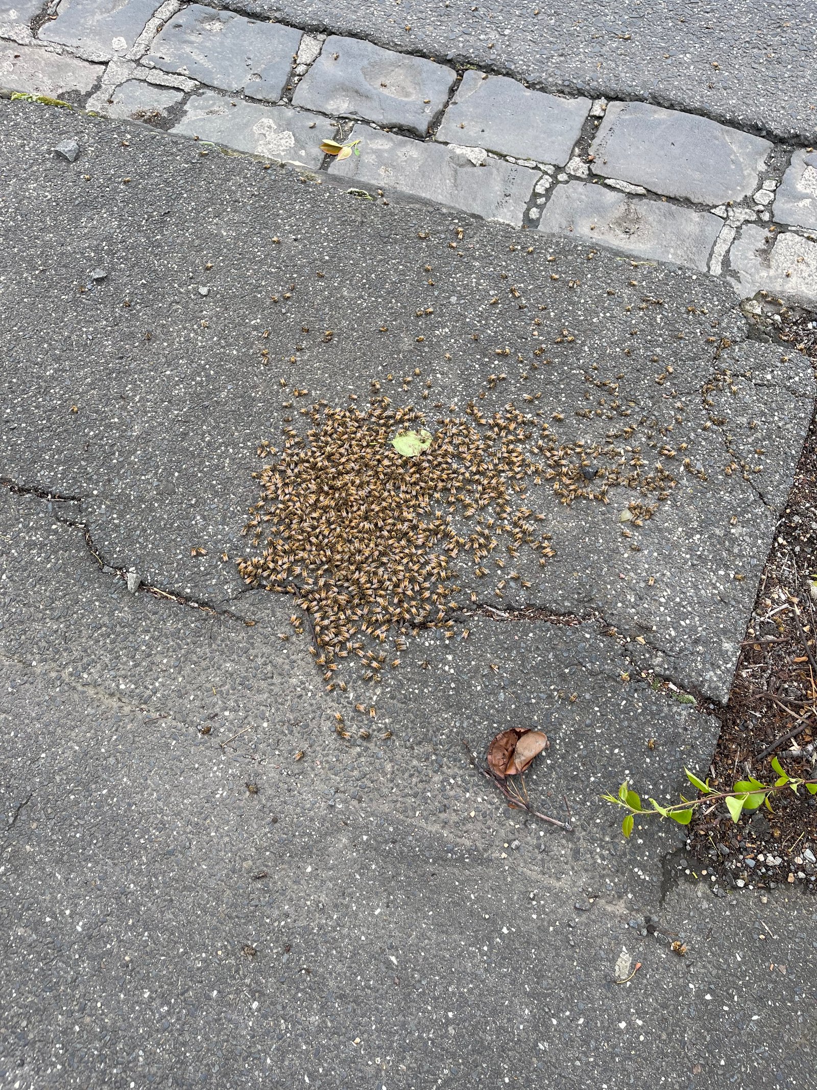 Swarm photo