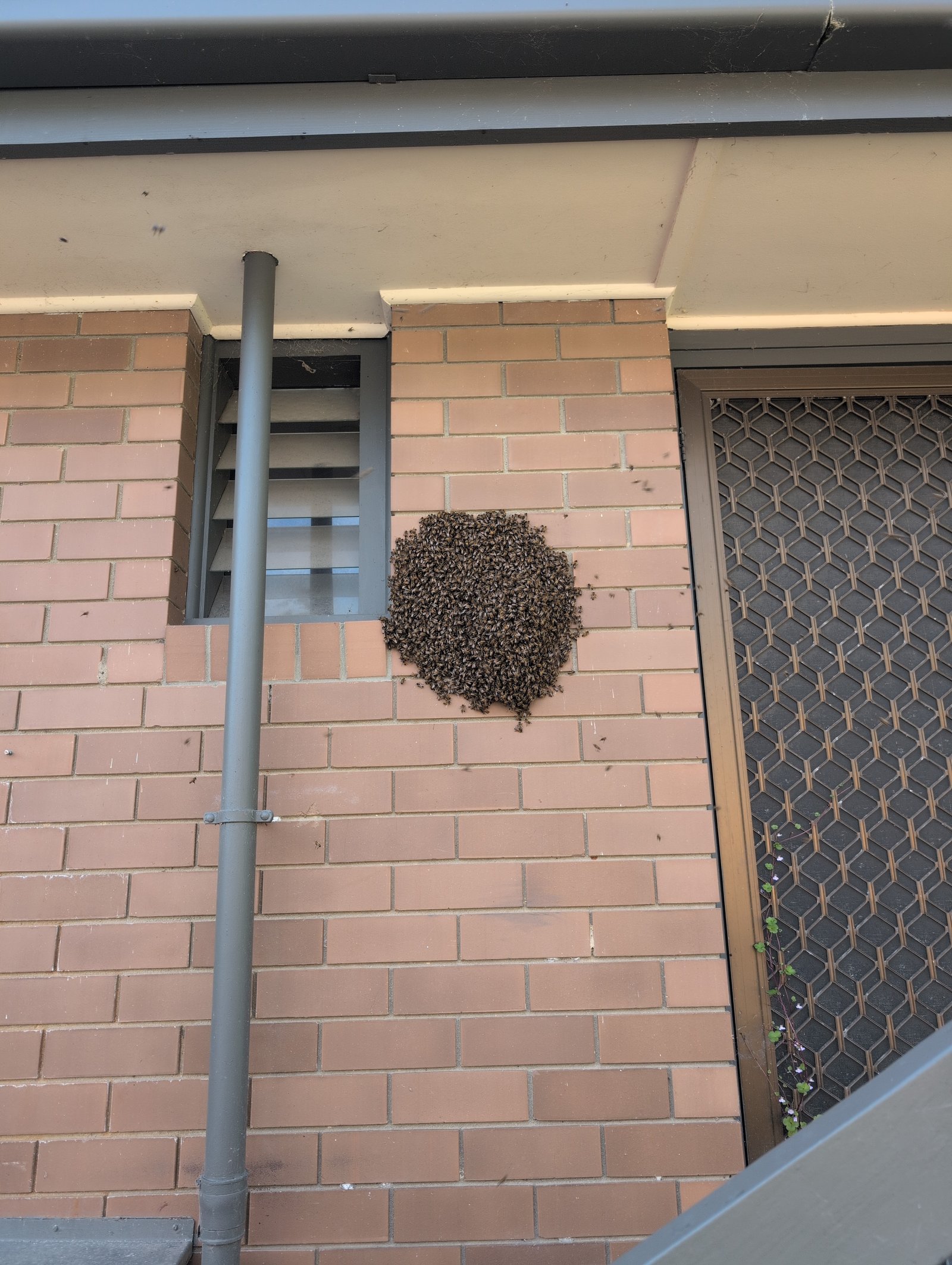 Swarm photo