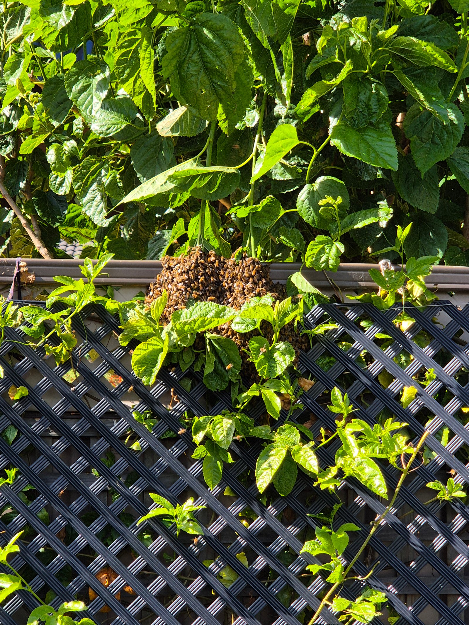 Swarm photo